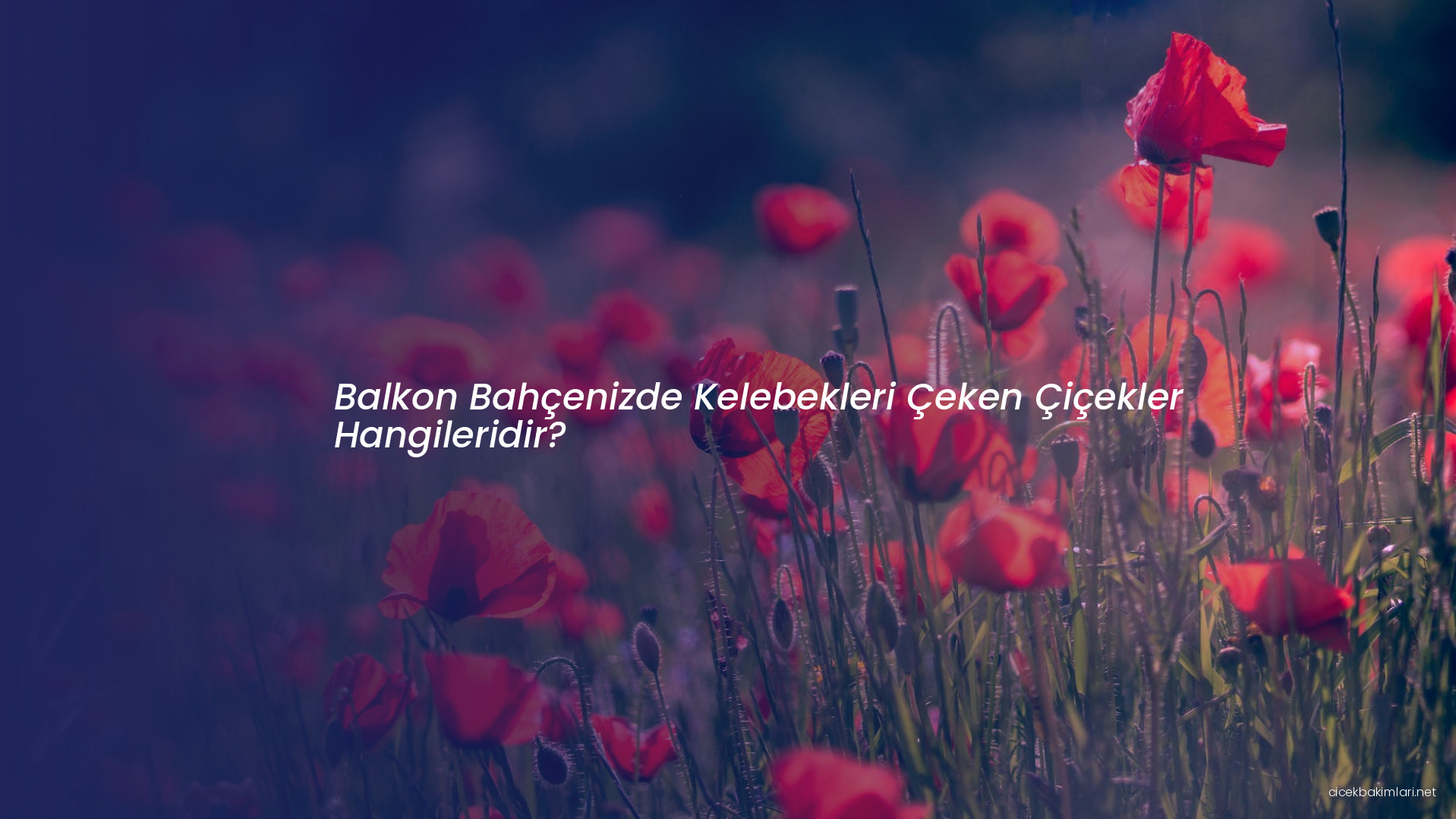 Balkon Bahçenizde Kelebekleri Çeken Çiçekler Hangileridir?