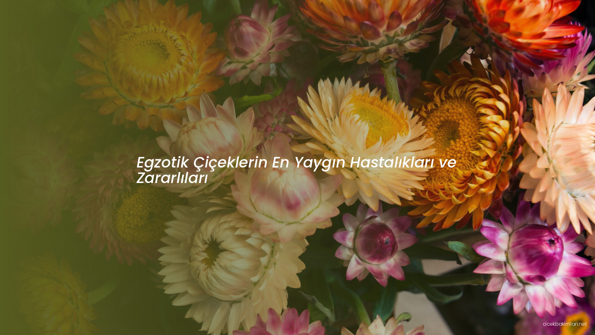 Egzotik Çiçeklerin En Yaygın Hastalıkları ve Zararlıları