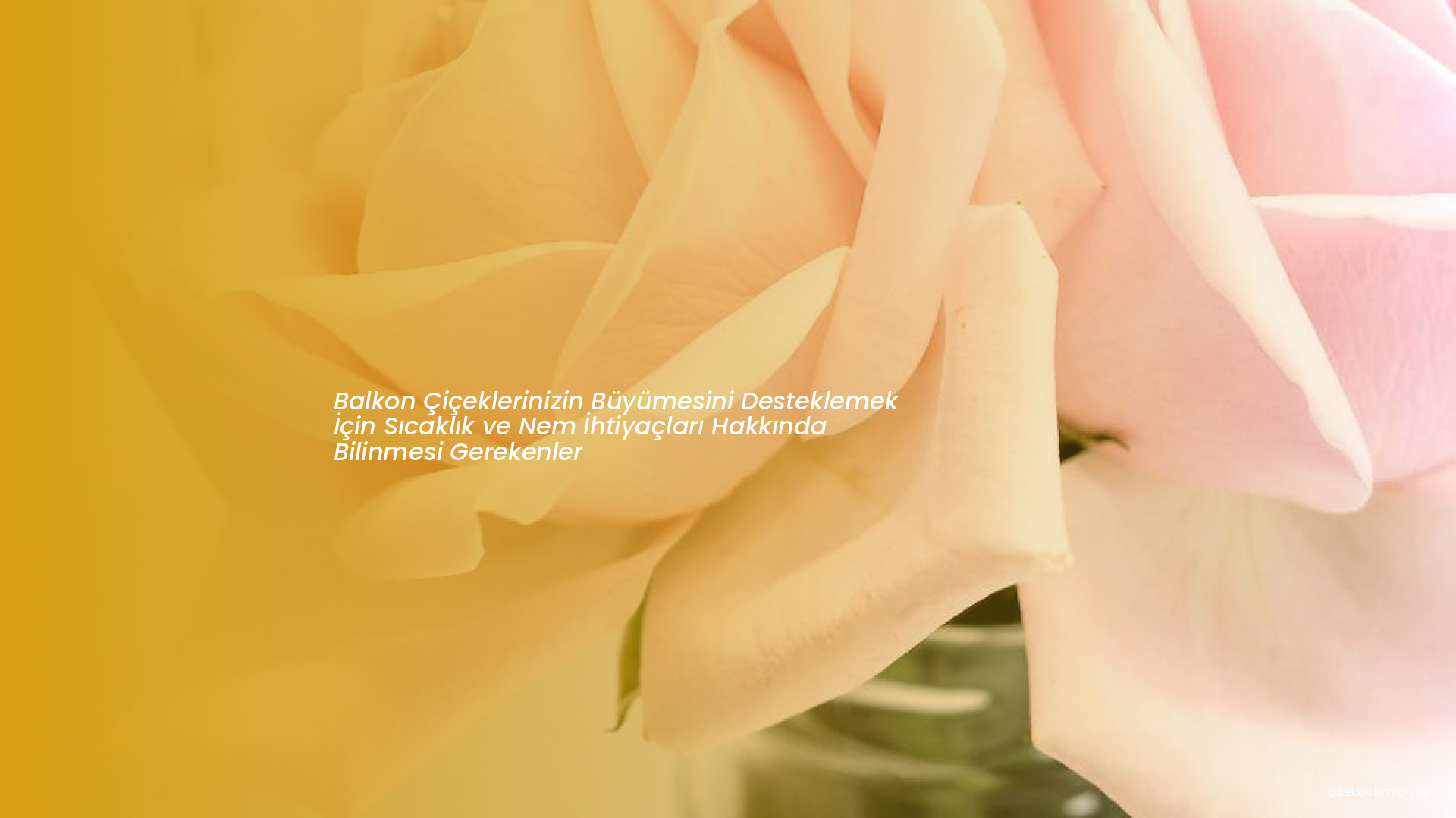 Balkon Çiçeklerinizin Büyümesini Desteklemek İçin Sıcaklık ve Nem İhtiyaçları Hakkında Bilinmesi Gerekenler