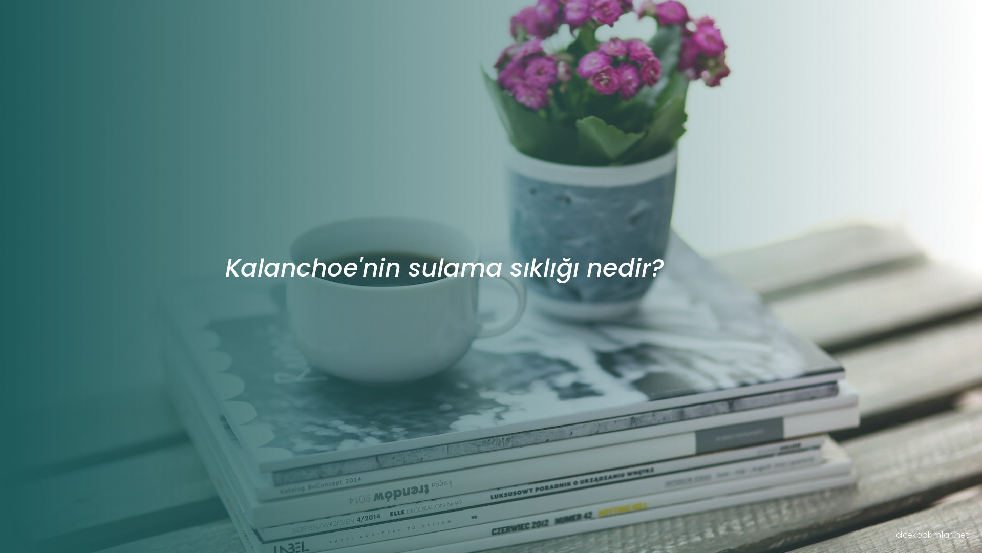 Kalanchoe'nin sulama sıklığı nedir?