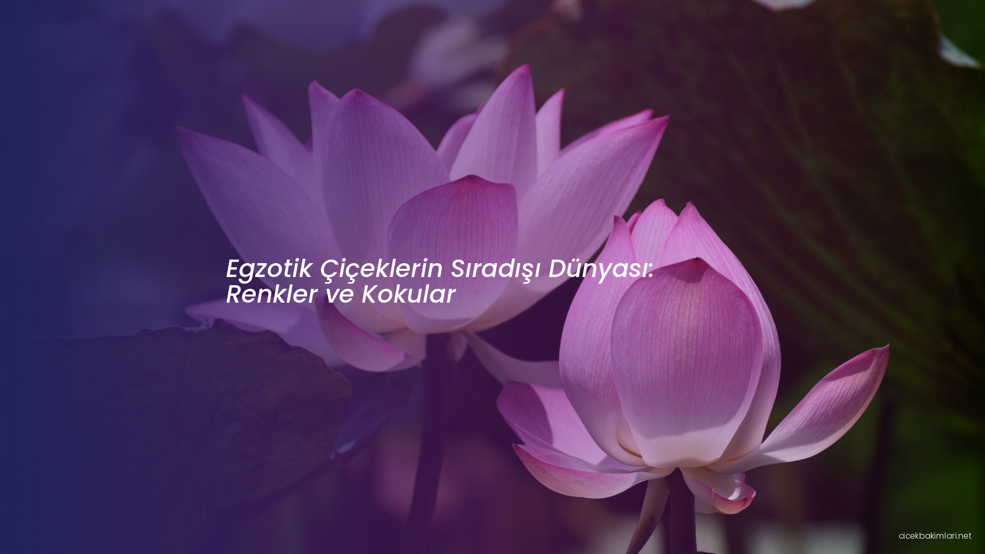 Egzotik Çiçeklerin Sıradışı Dünyası: Renkler ve Kokular