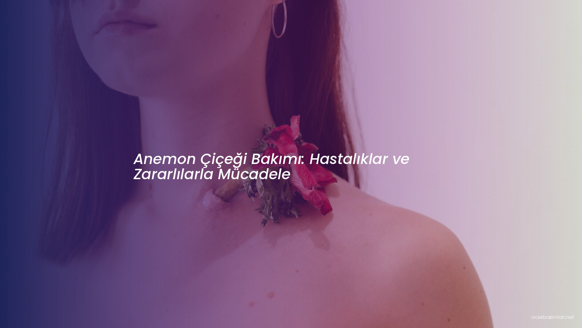 Anemon Çiçeği Bakımı: Hastalıklar ve Zararlılarla Mücadele