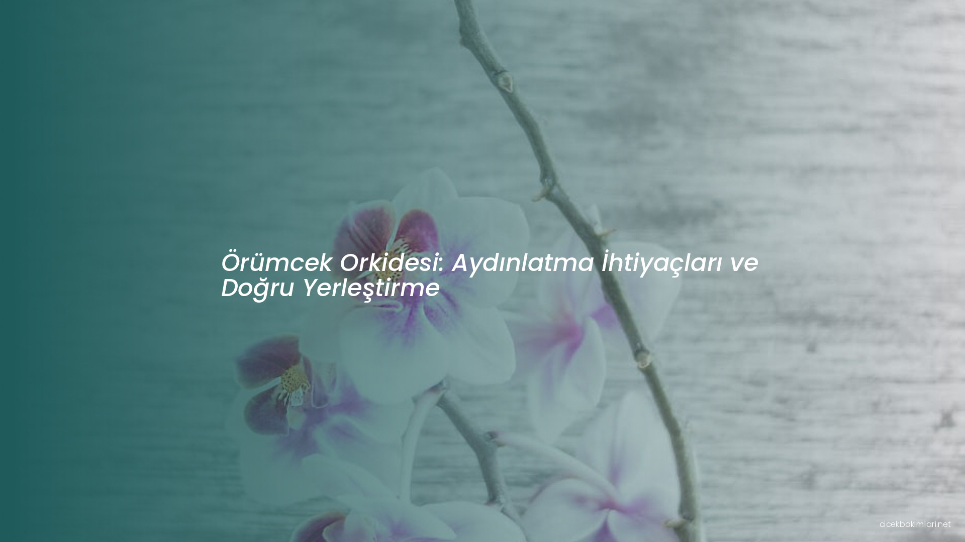Örümcek Orkidesi: Aydınlatma İhtiyaçları ve Doğru Yerleştirme