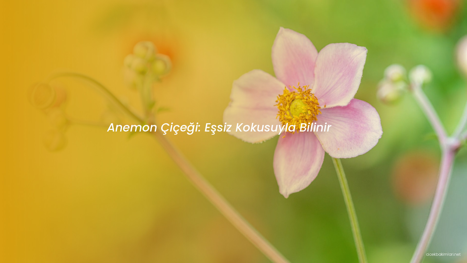 Anemon Çiçeği: Eşsiz Kokusuyla Bilinir
