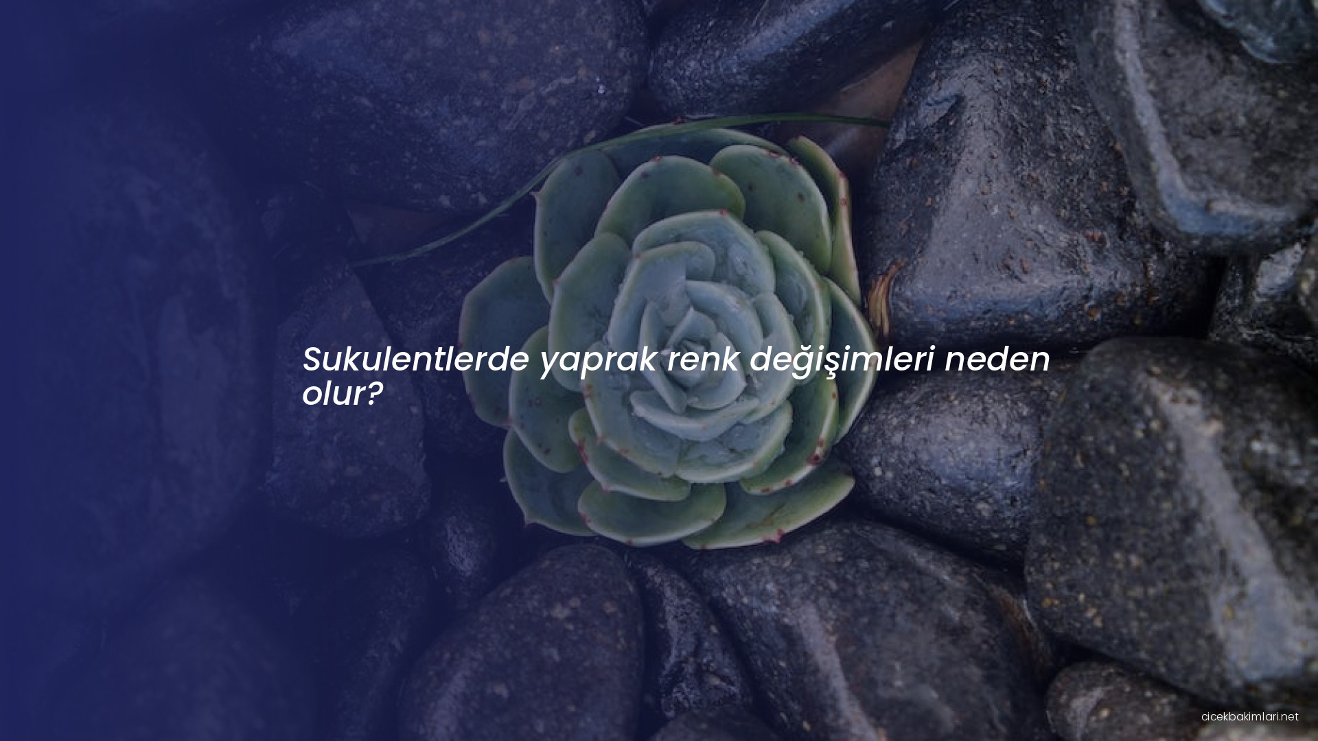 Sukulentlerde yaprak renk değişimleri neden olur?