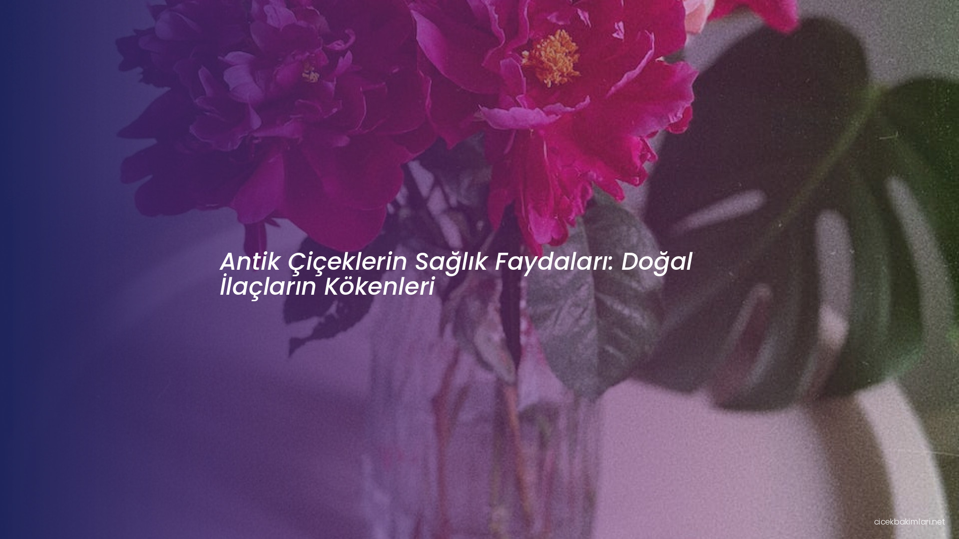 Antik Çiçeklerin Sağlık Faydaları: Doğal İlaçların Kökenleri