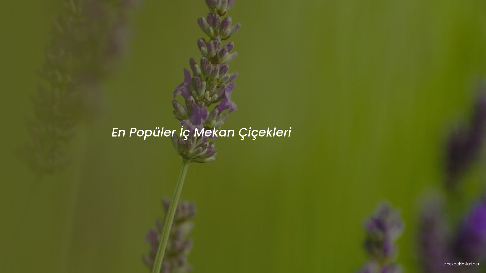 En Popüler İç Mekan Çiçekleri
