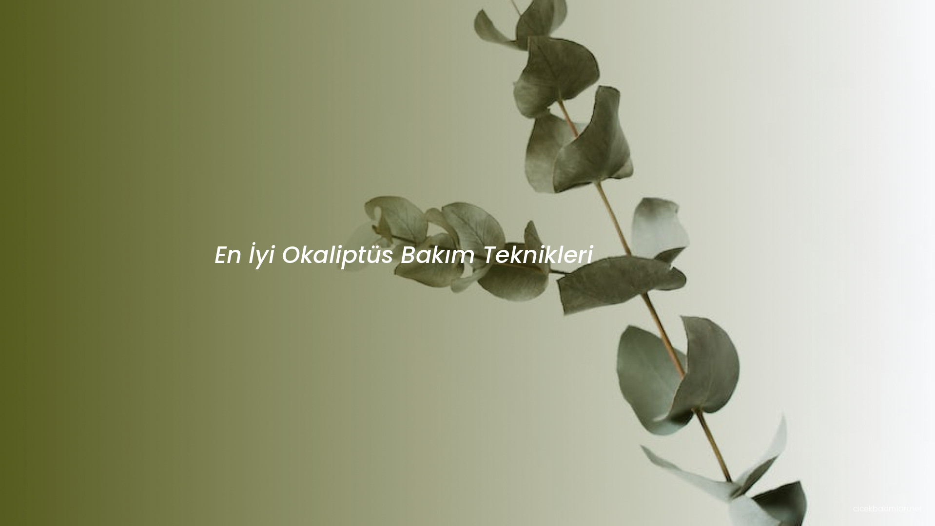 En İyi Okaliptüs Bakım Teknikleri