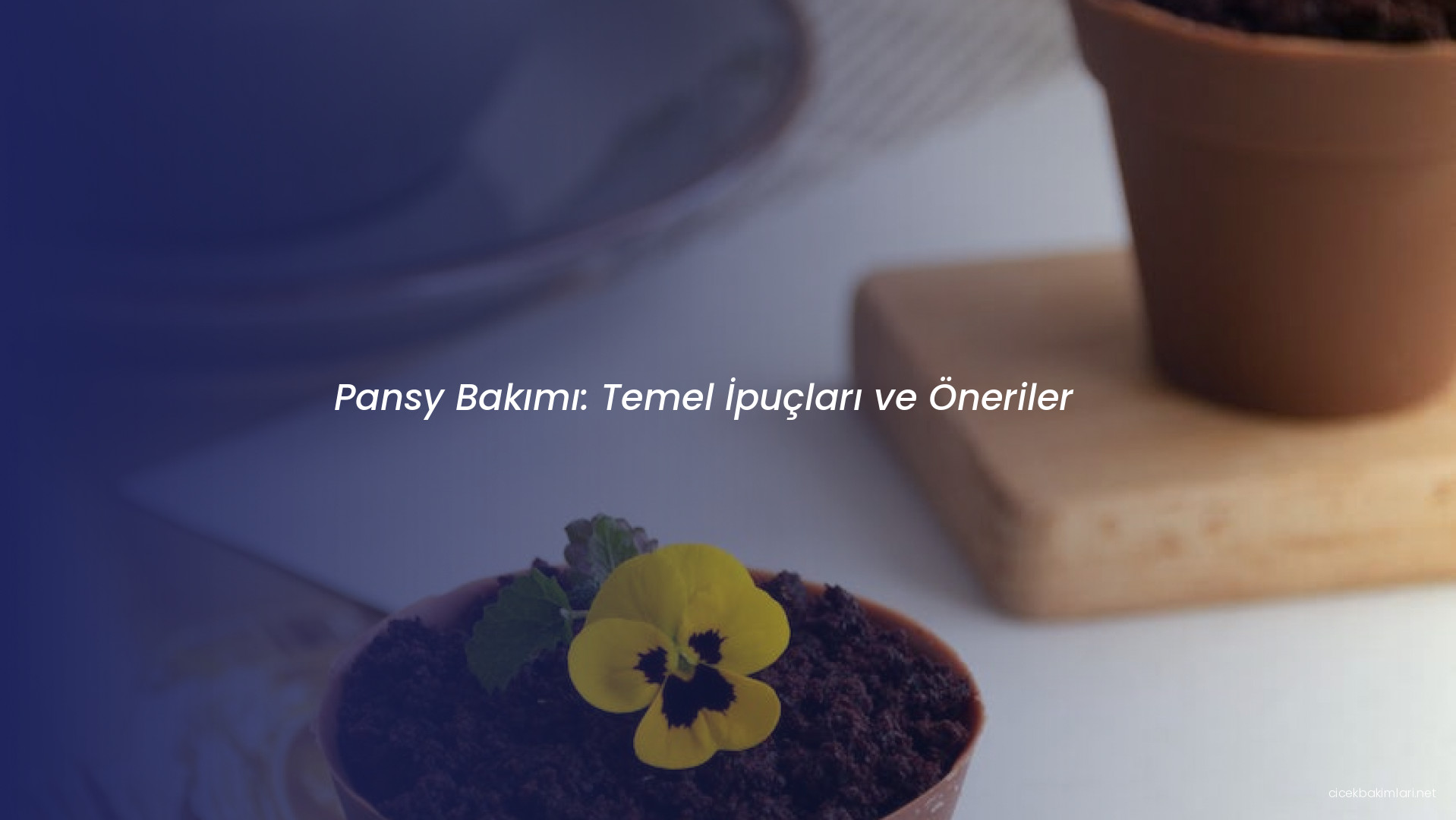 Pansy Bakımı: Temel İpuçları ve Öneriler