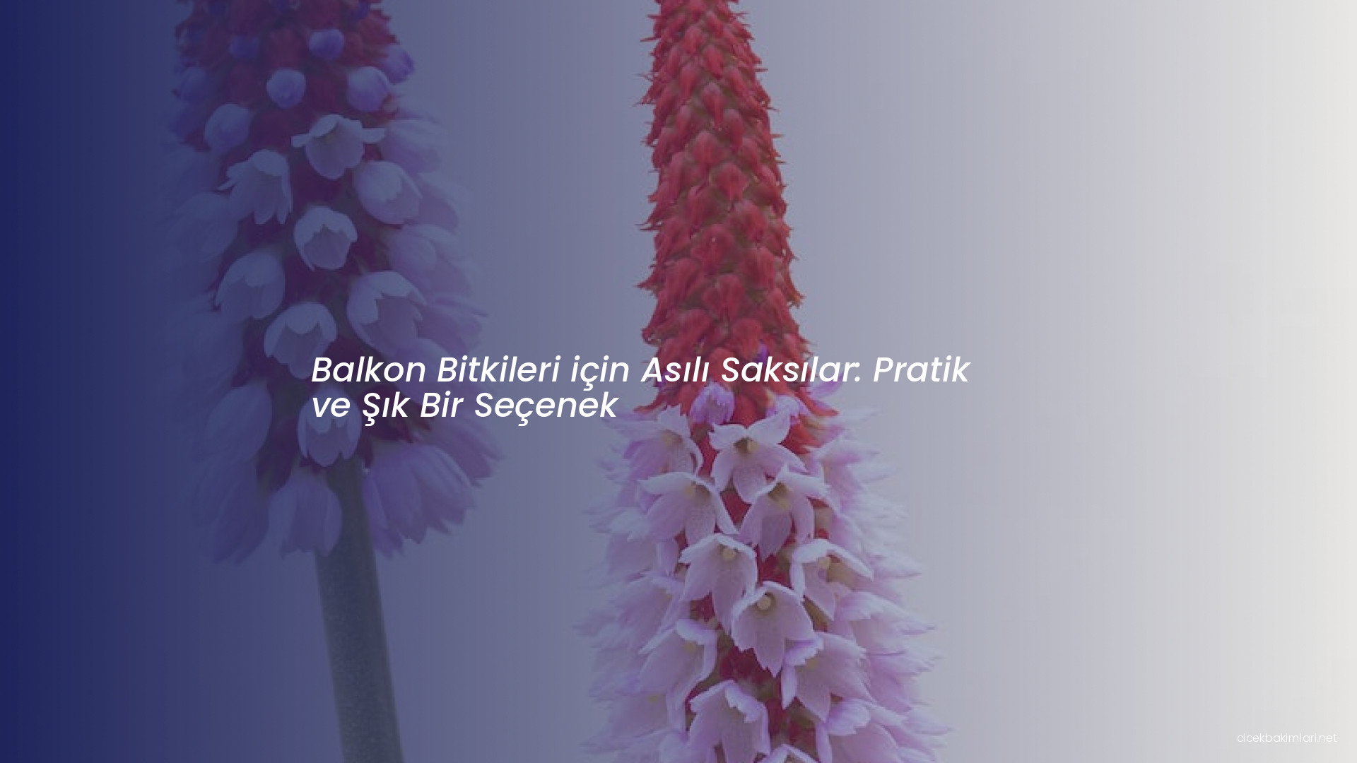 Balkon Bitkileri için Asılı Saksılar: Pratik ve Şık Bir Seçenek