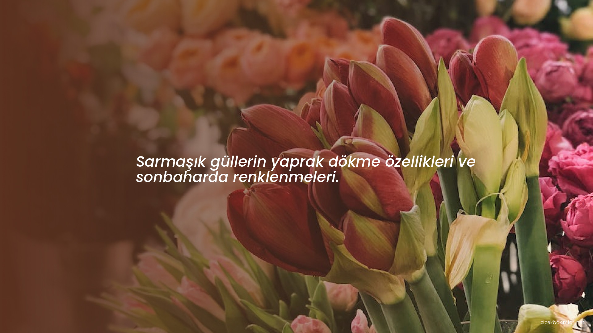 Sarmaşık güllerin yaprak dökme özellikleri ve sonbaharda renklenmeleri.