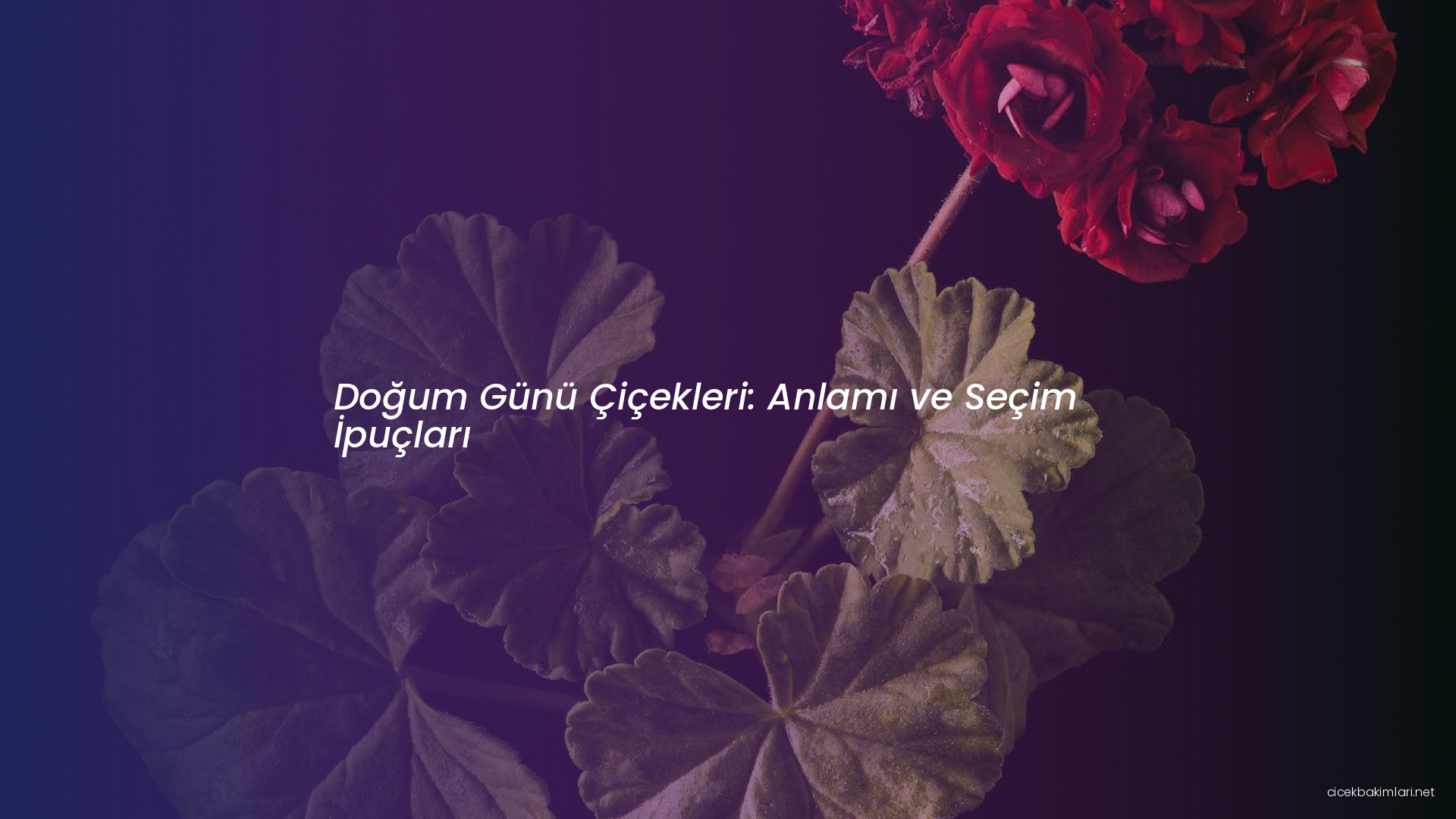 Doğum Günü Çiçekleri: Anlamı ve Seçim İpuçları