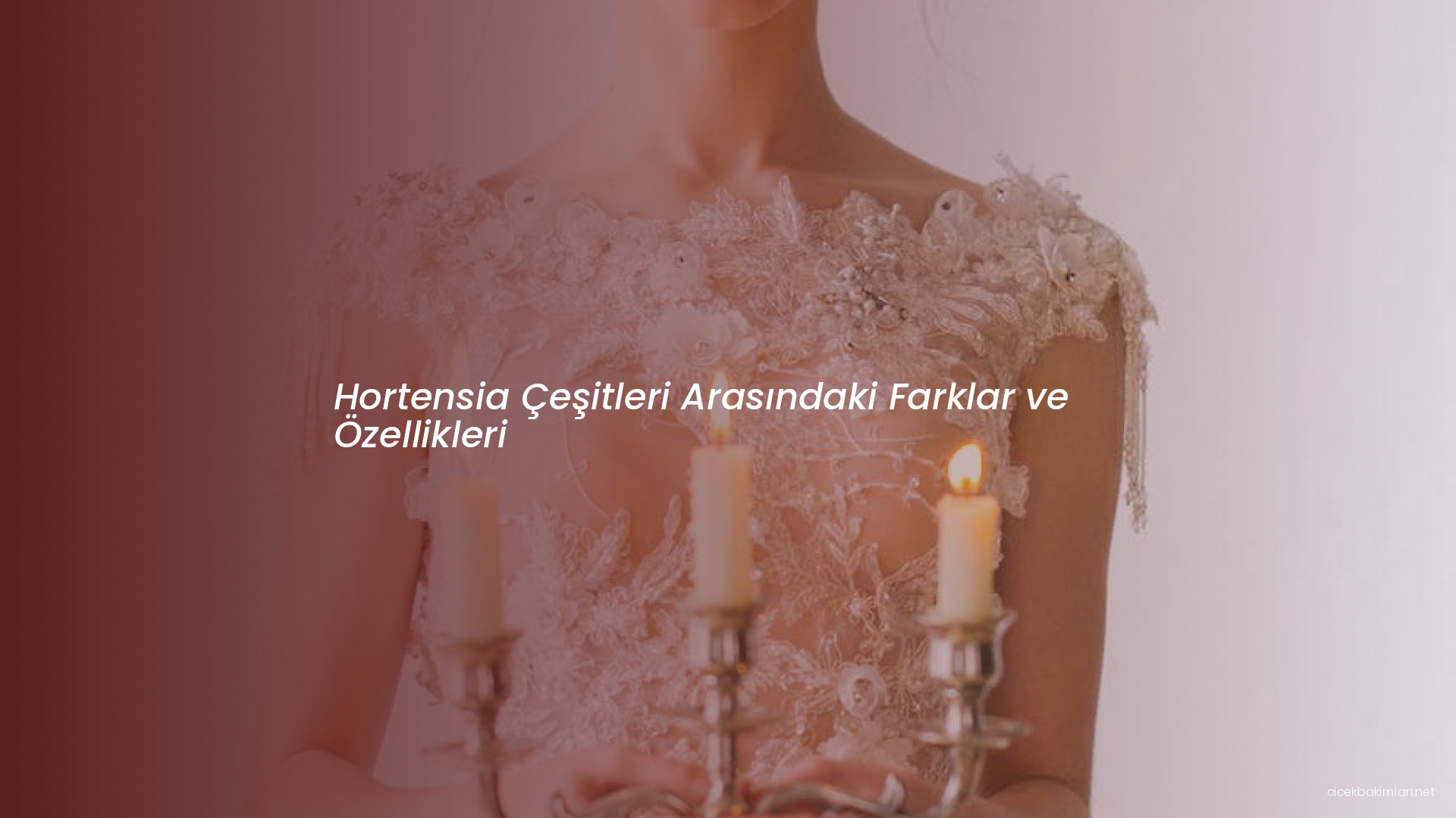 Hortensia Çeşitleri Arasındaki Farklar ve Özellikleri