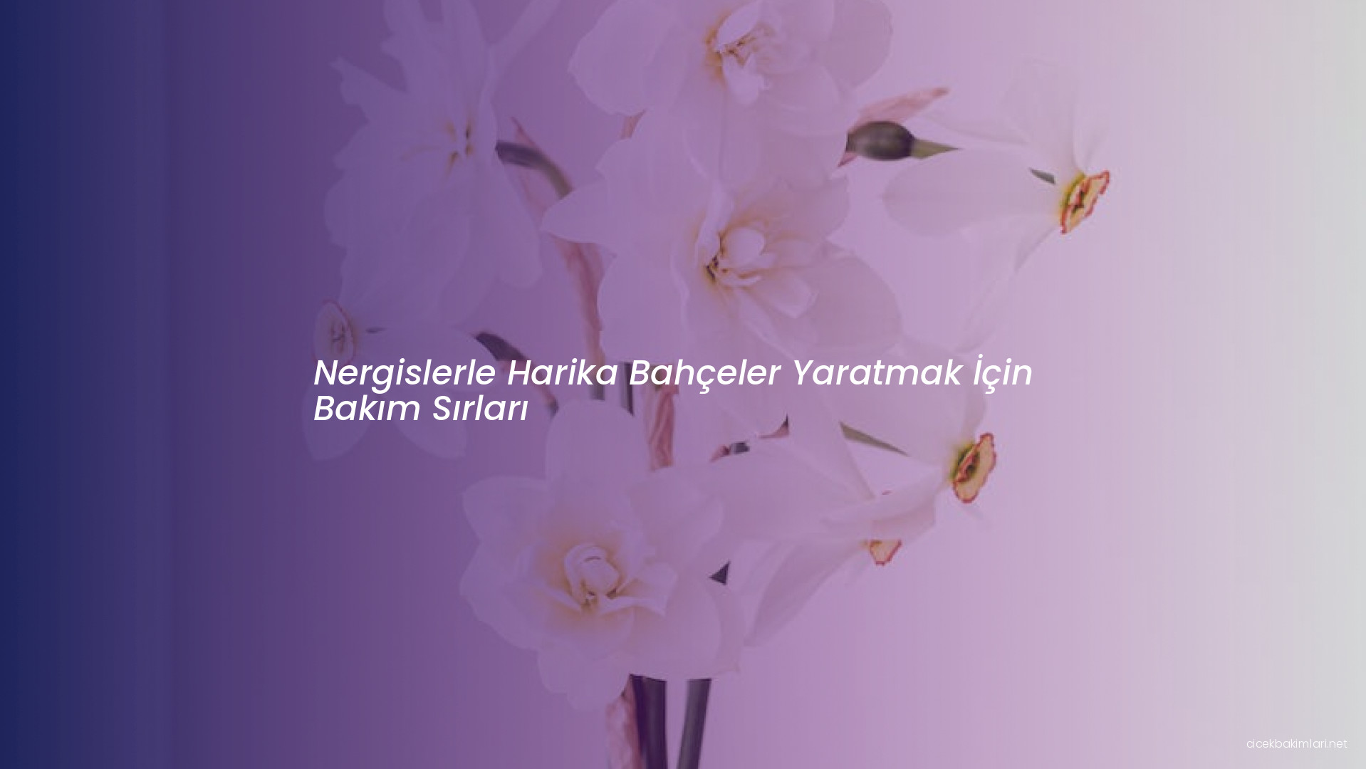 Nergislerle Harika Bahçeler Yaratmak İçin Bakım Sırları
