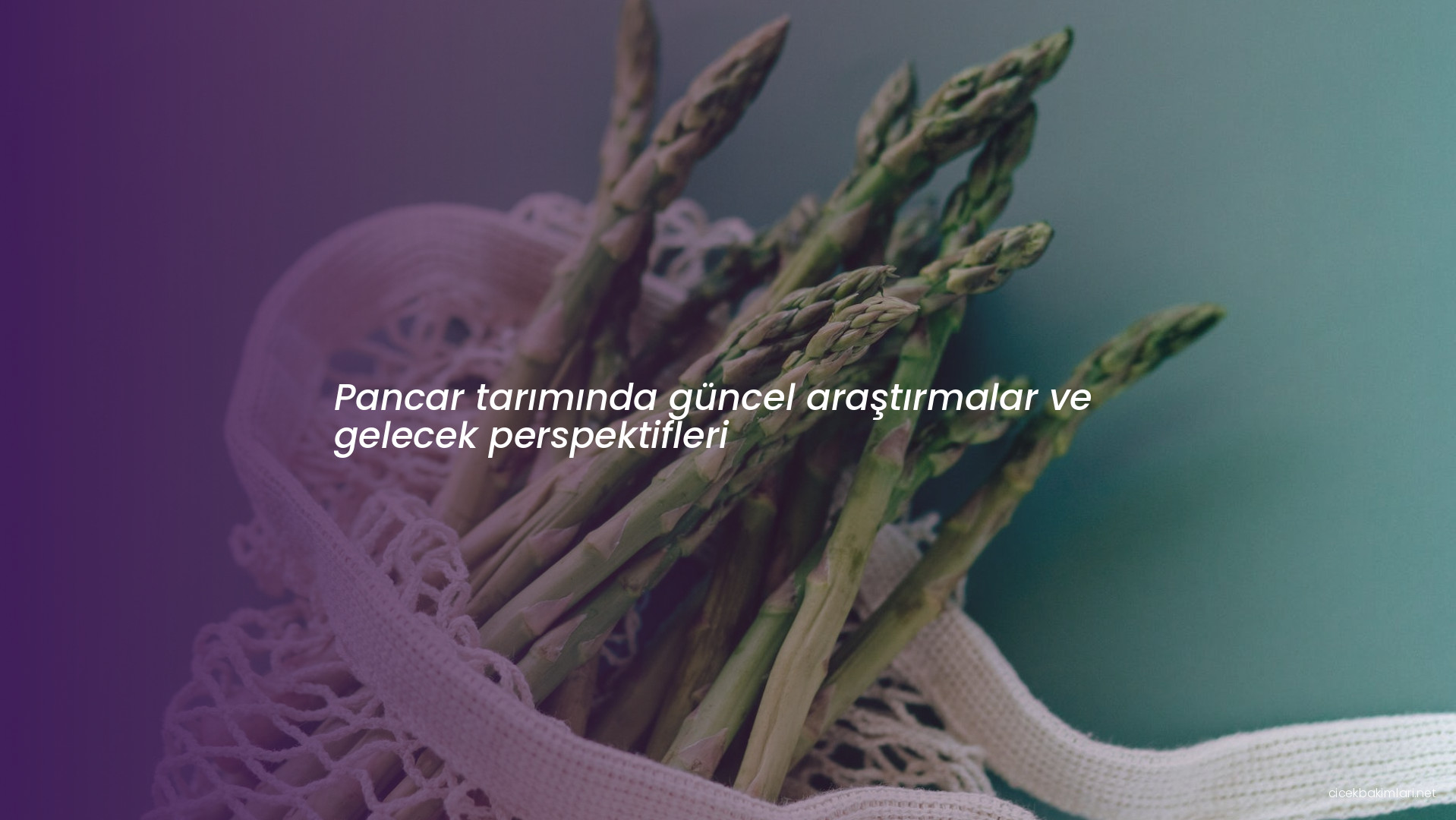 Pancar tarımında güncel araştırmalar ve gelecek perspektifleri