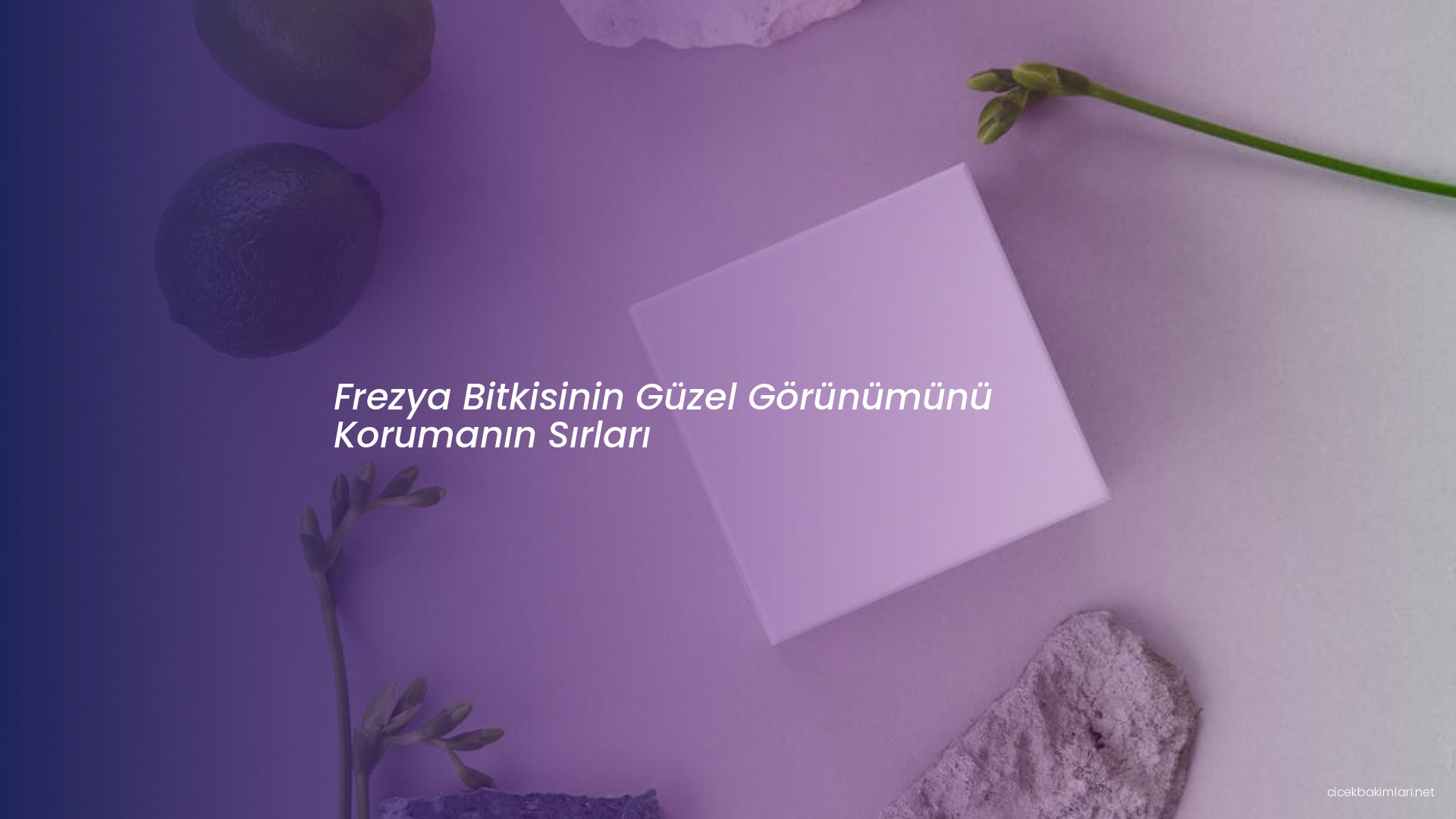 Frezya Bitkisinin Güzel Görünümünü Korumanın Sırları