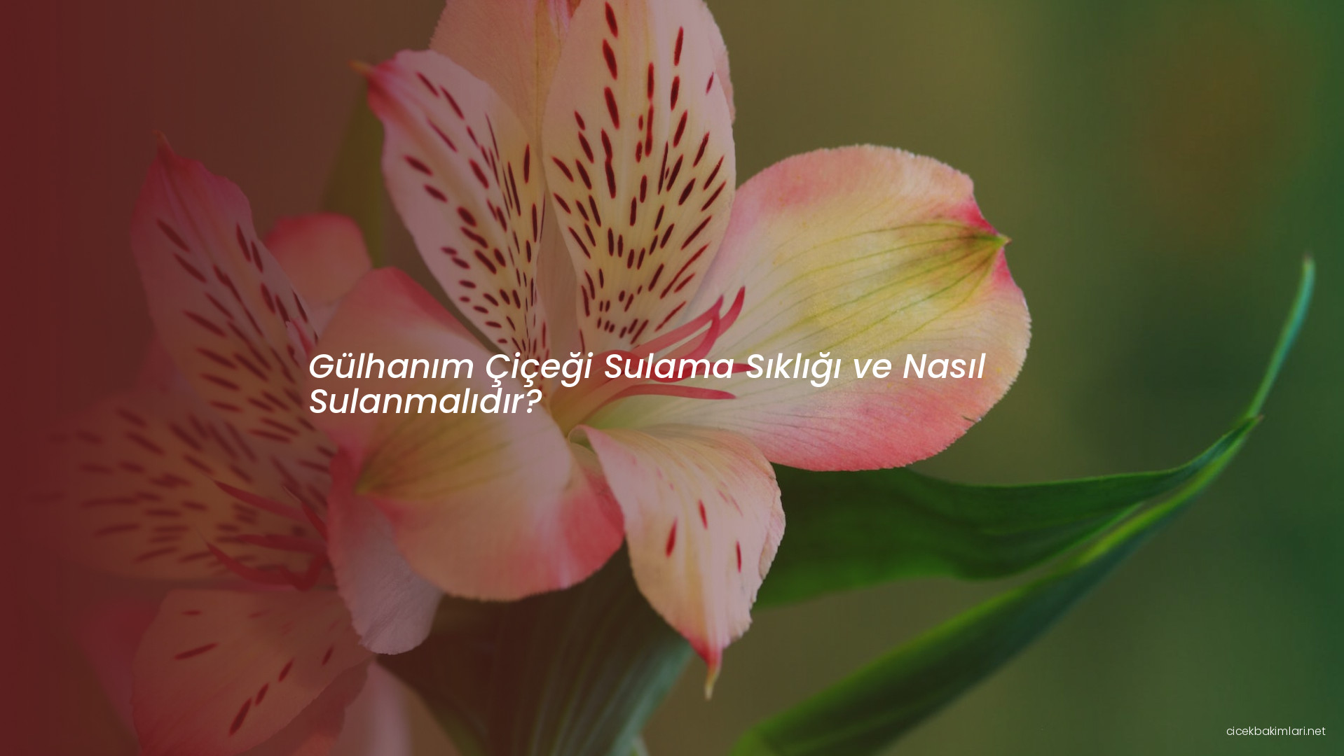 Gülhanım Çiçeği Sulama Sıklığı ve Nasıl Sulanmalıdır?