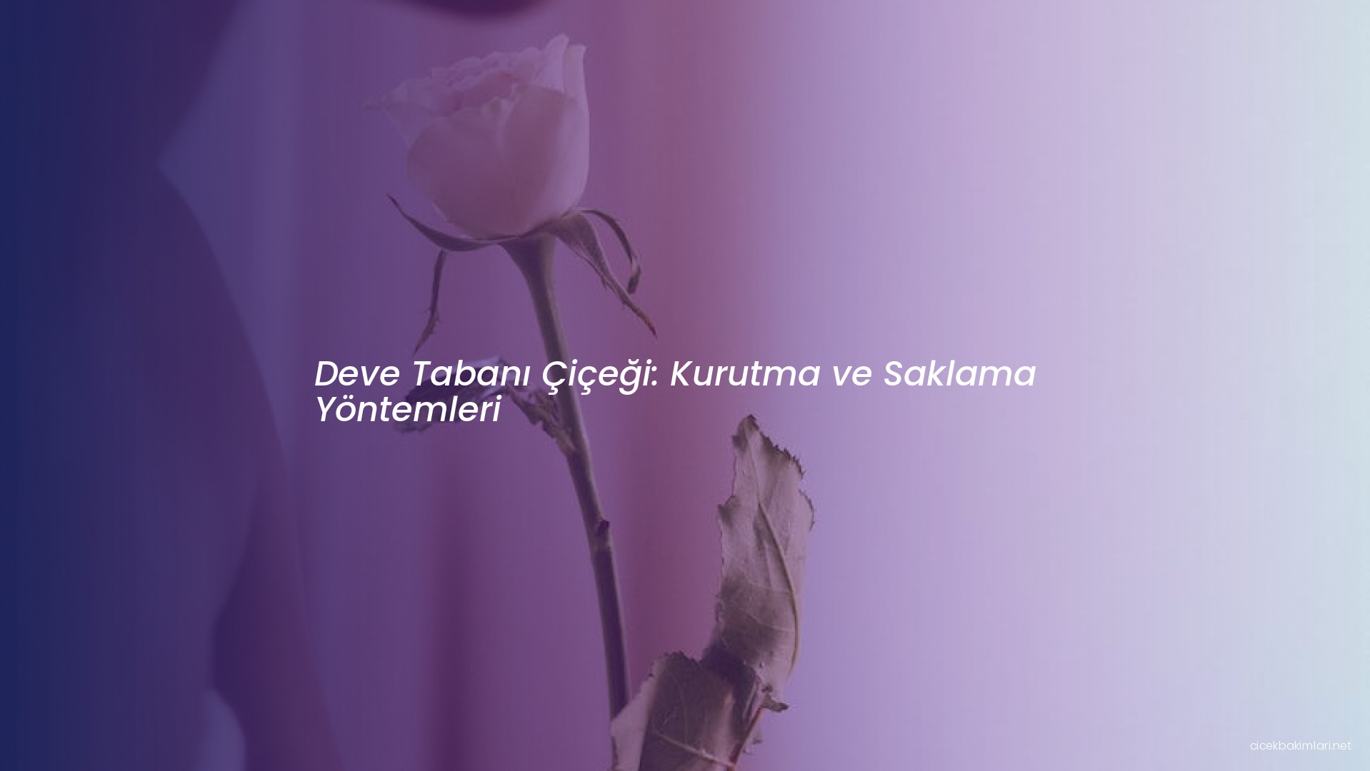 Deve Tabanı Çiçeği: Kurutma ve Saklama Yöntemleri