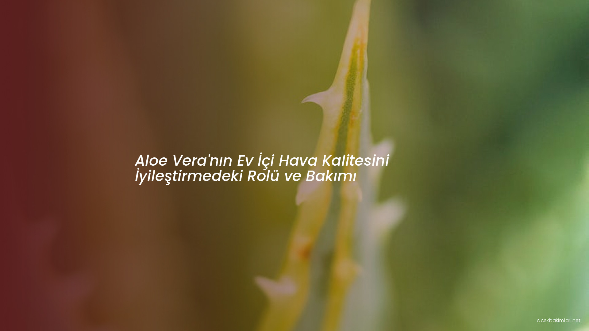 Aloe Vera'nın Ev İçi Hava Kalitesini İyileştirmedeki Rolü ve Bakımı