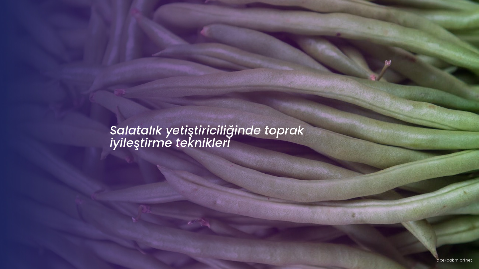 Salatalık yetiştiriciliğinde toprak iyileştirme teknikleri