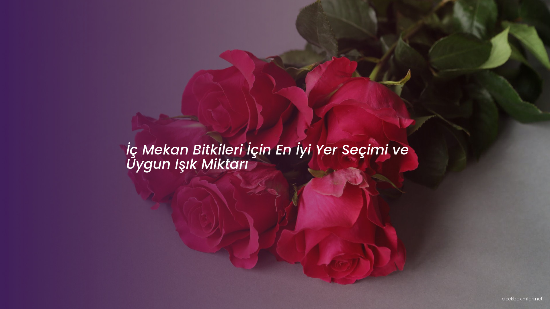 İç Mekan Bitkileri İçin En İyi Yer Seçimi ve Uygun Işık Miktarı