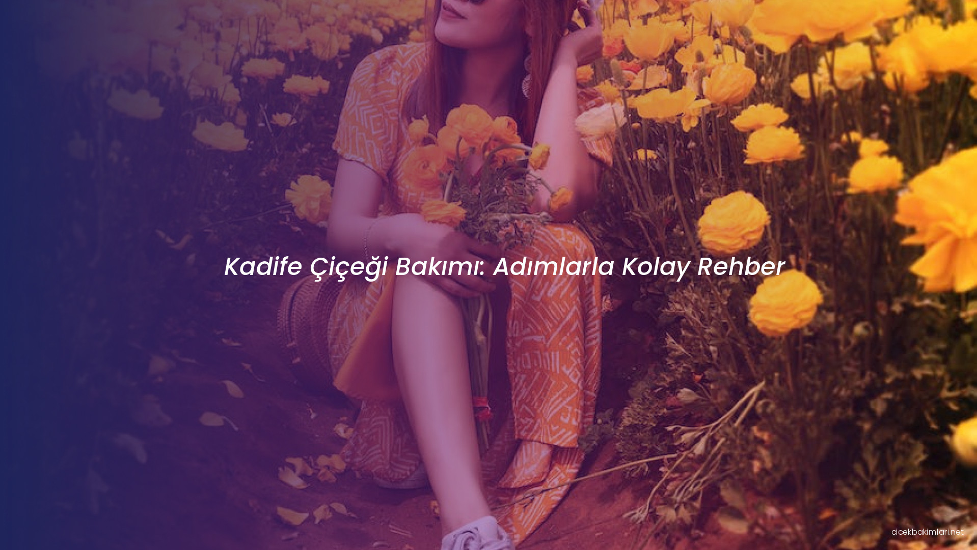 Kadife Çiçeği Bakımı: Adımlarla Kolay Rehber