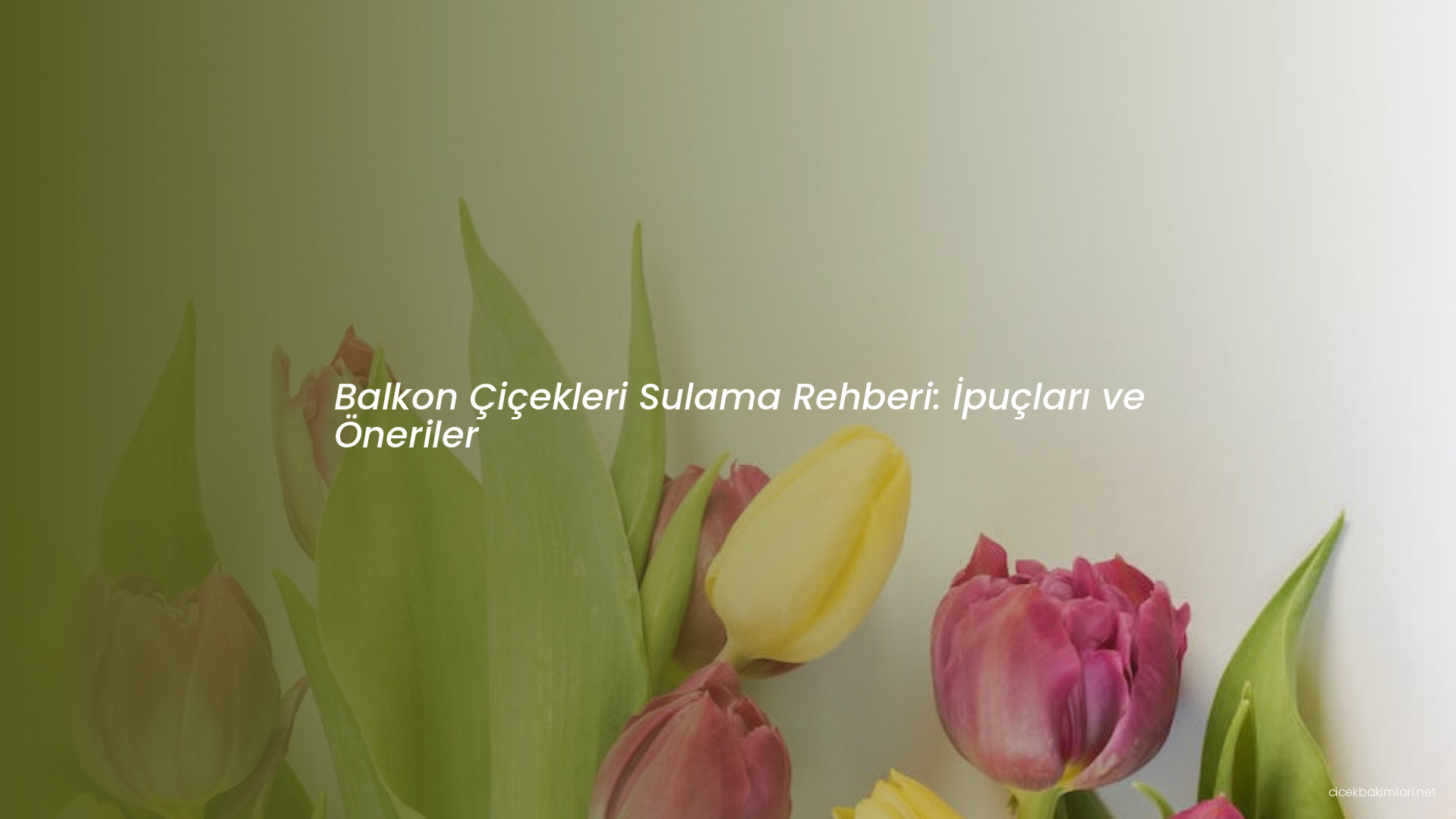 Balkon Çiçekleri Sulama Rehberi: İpuçları ve Öneriler