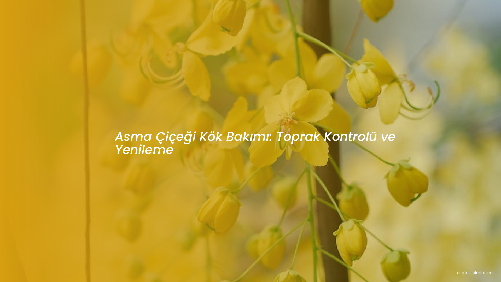Asma Çiçeği Kök Bakımı: Toprak Kontrolü ve Yenileme