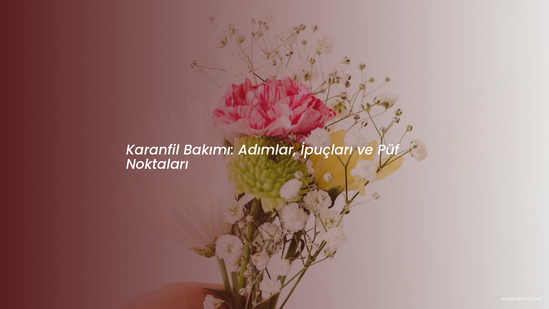 Karanfil Bakımı: Adımlar, İpuçları ve Püf Noktaları