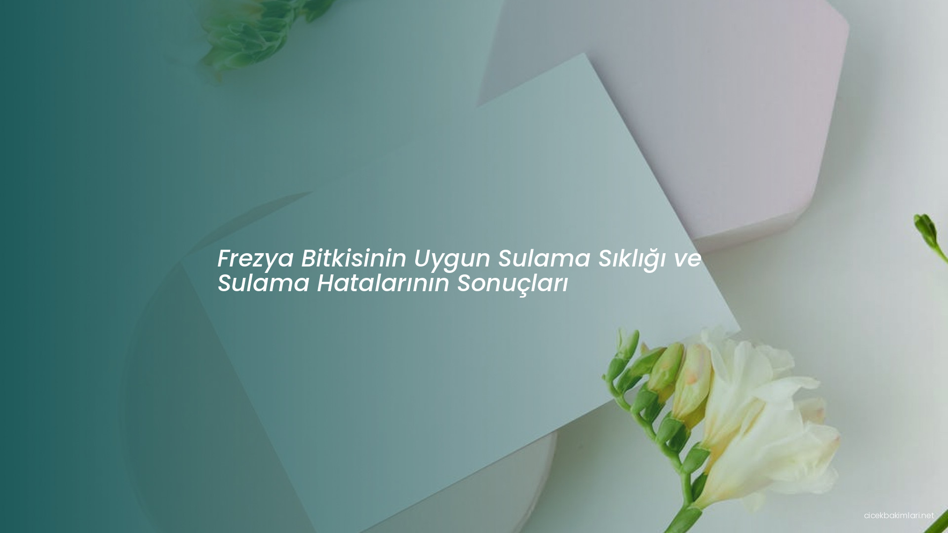 Frezya Bitkisinin Uygun Sulama Sıklığı ve Sulama Hatalarının Sonuçları