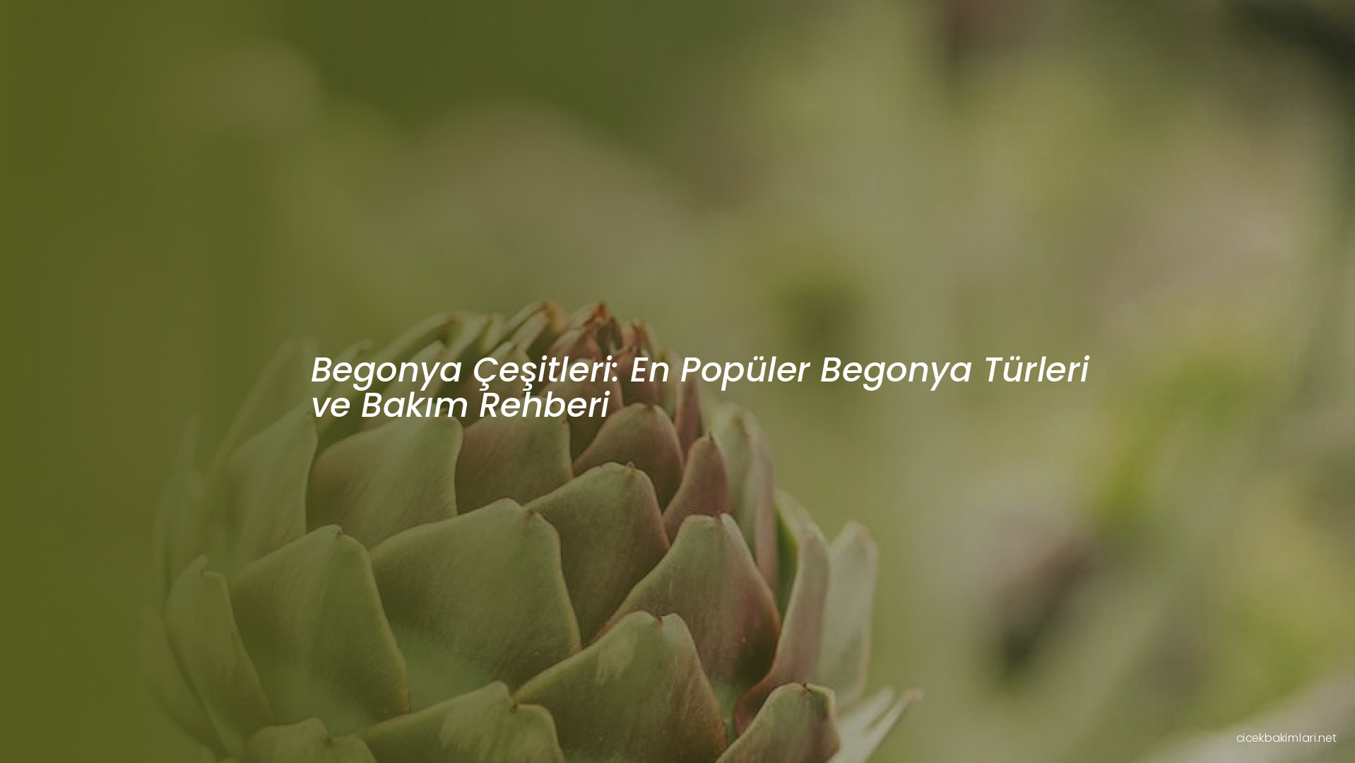 Begonya Çeşitleri: En Popüler Begonya Türleri ve Bakım Rehberi