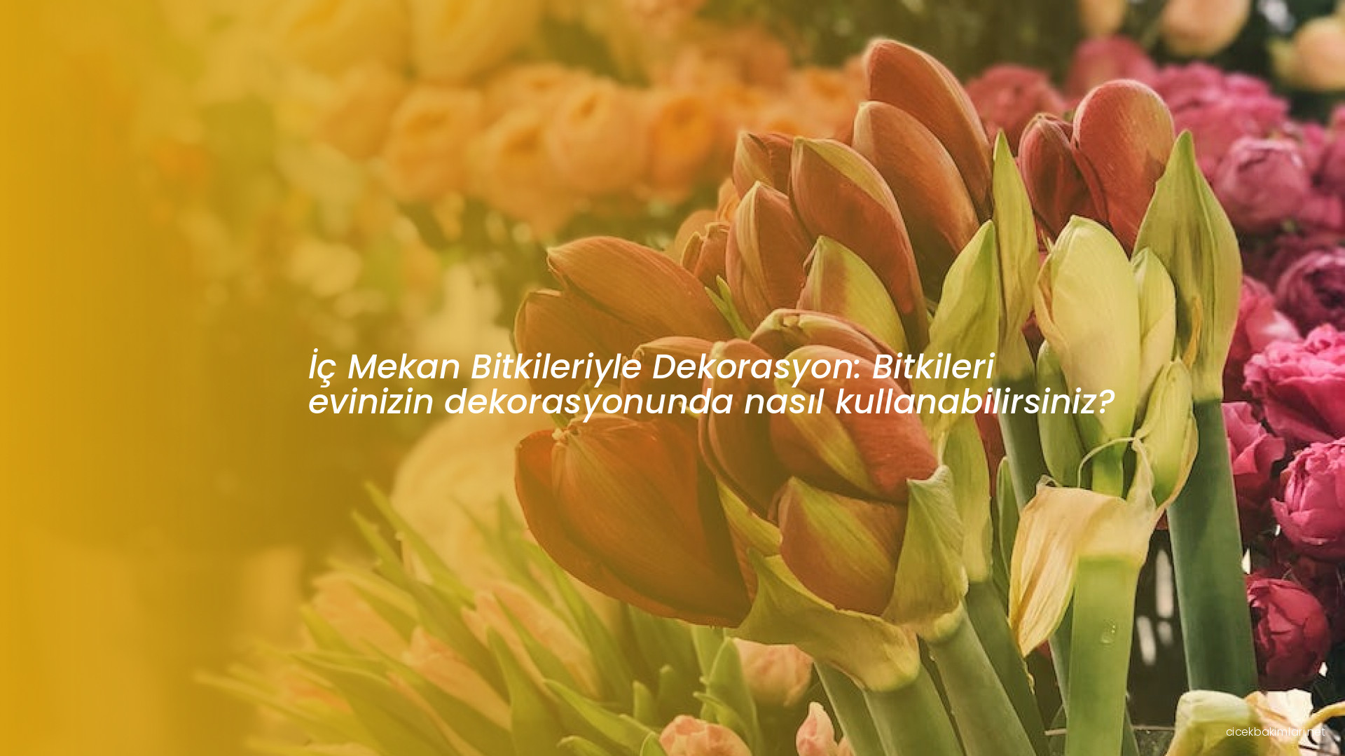 İç Mekan Bitkileriyle Dekorasyon: Bitkileri evinizin dekorasyonunda nasıl kullanabilirsiniz?