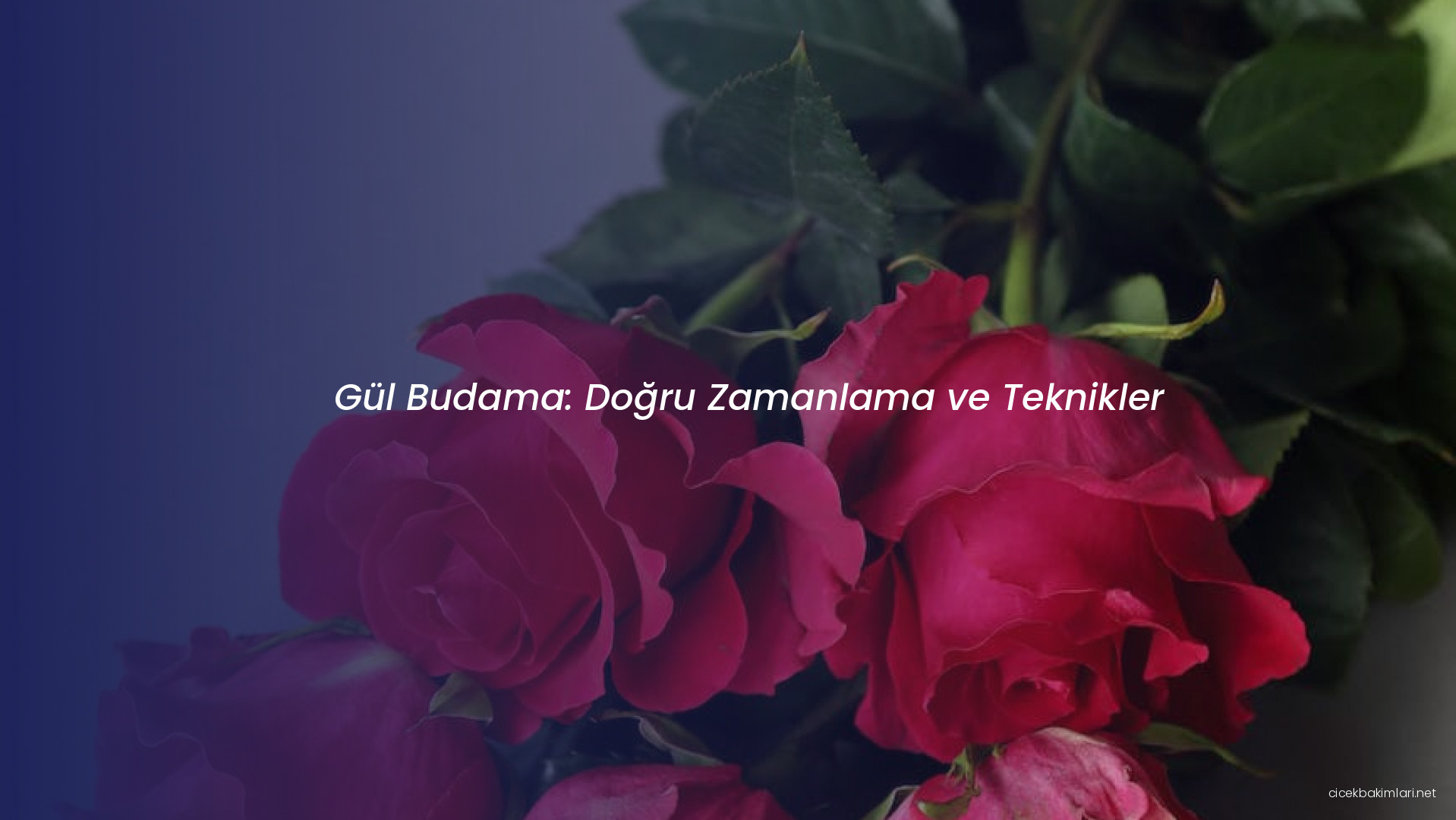 Gül Budama: Doğru Zamanlama ve Teknikler