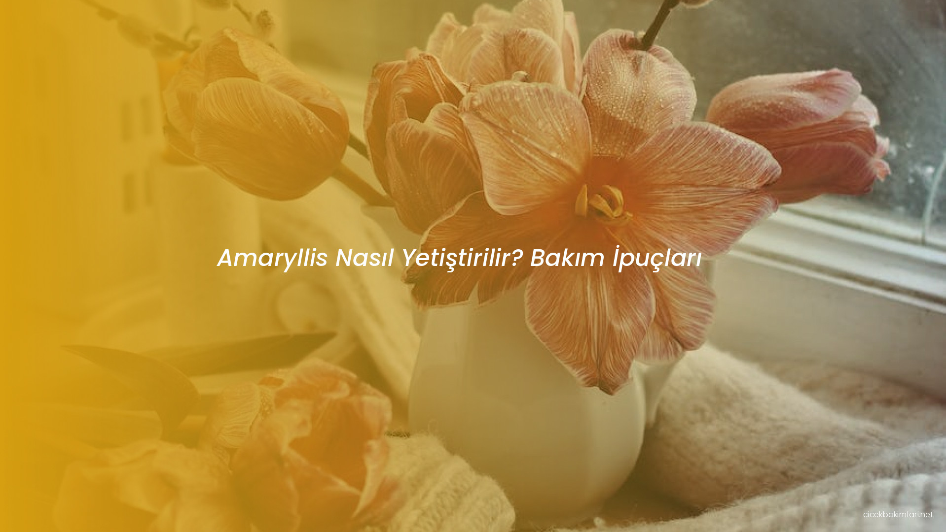 Amaryllis Nasıl Yetiştirilir? Bakım İpuçları