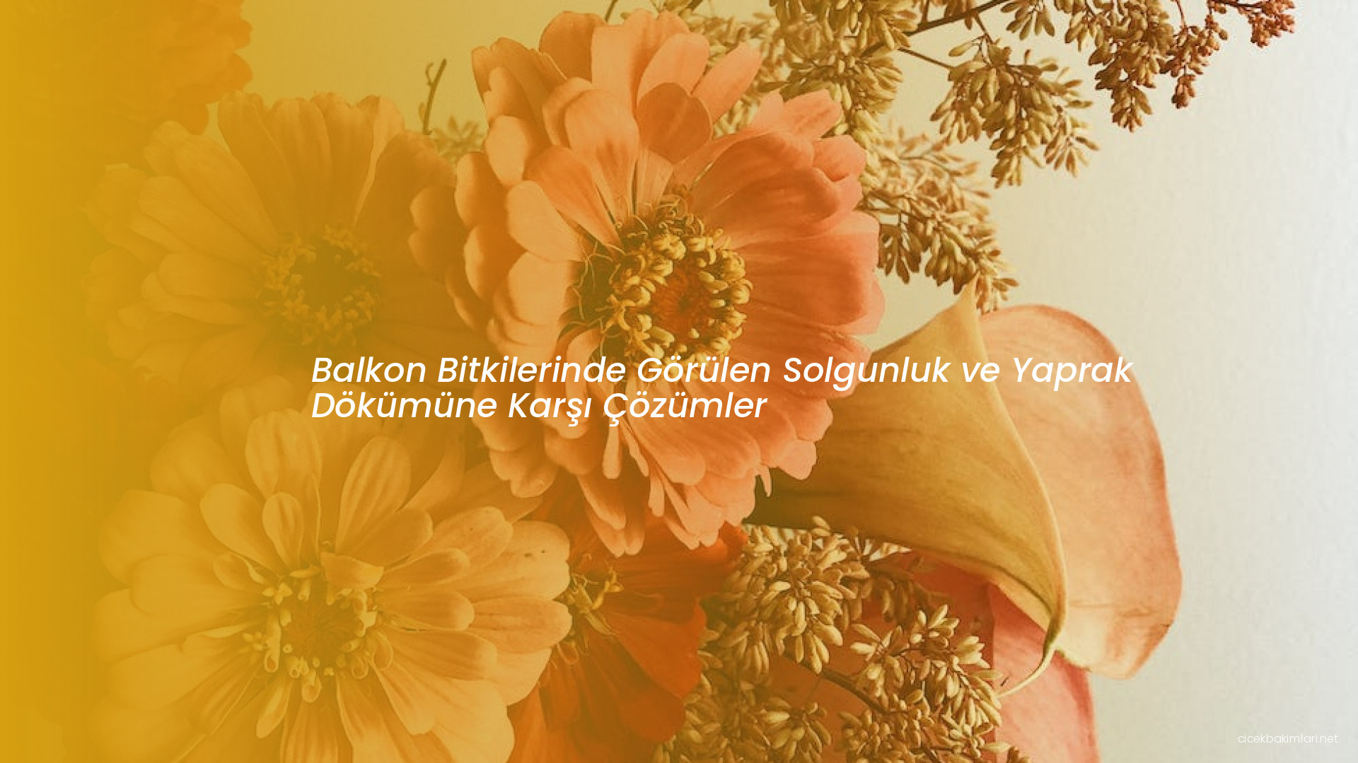 Balkon Bitkilerinde Görülen Solgunluk ve Yaprak Dökümüne Karşı Çözümler