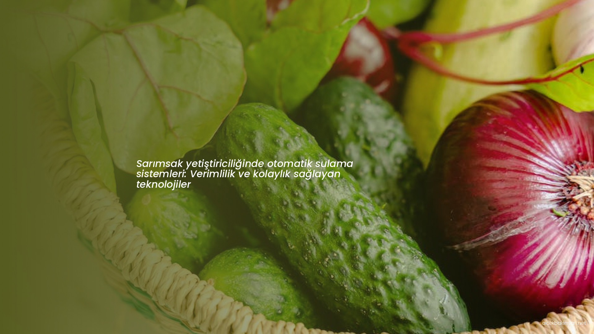 Sarımsak yetiştiriciliğinde otomatik sulama sistemleri: Verimlilik ve kolaylık sağlayan teknolojiler