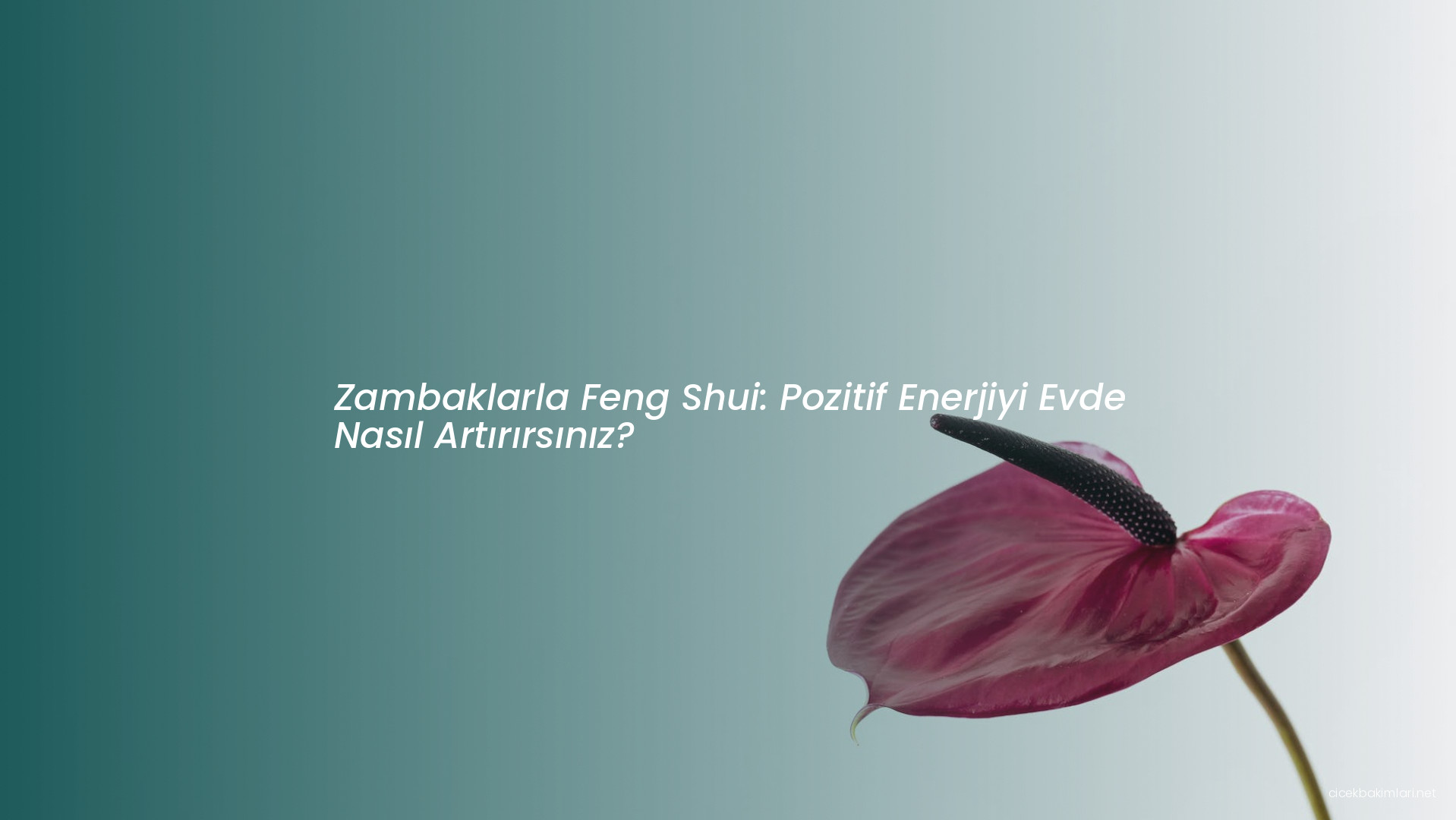 Zambaklarla Feng Shui: Pozitif Enerjiyi Evde Nasıl Artırırsınız?