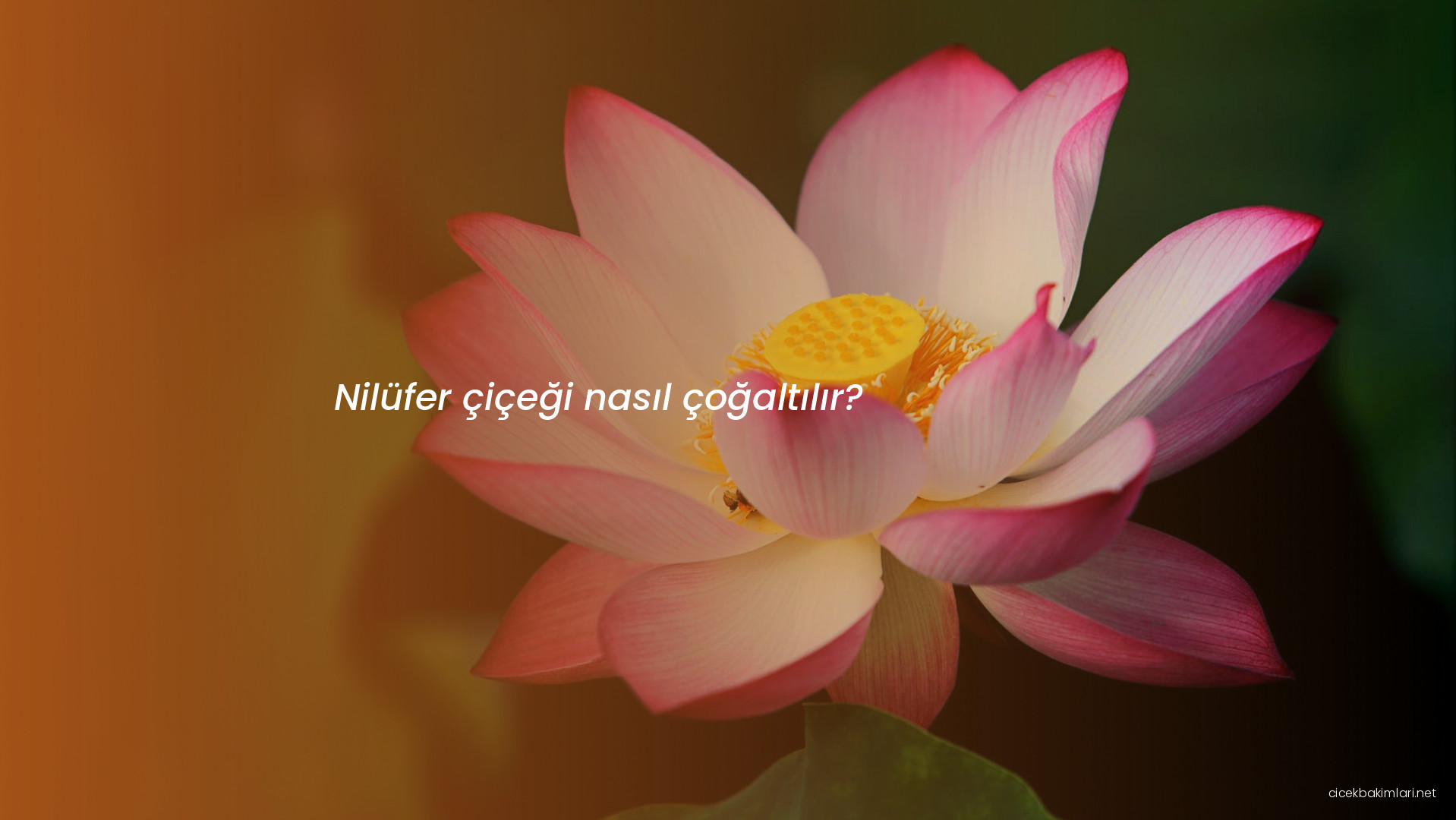 Nilüfer çiçeği nasıl çoğaltılır?