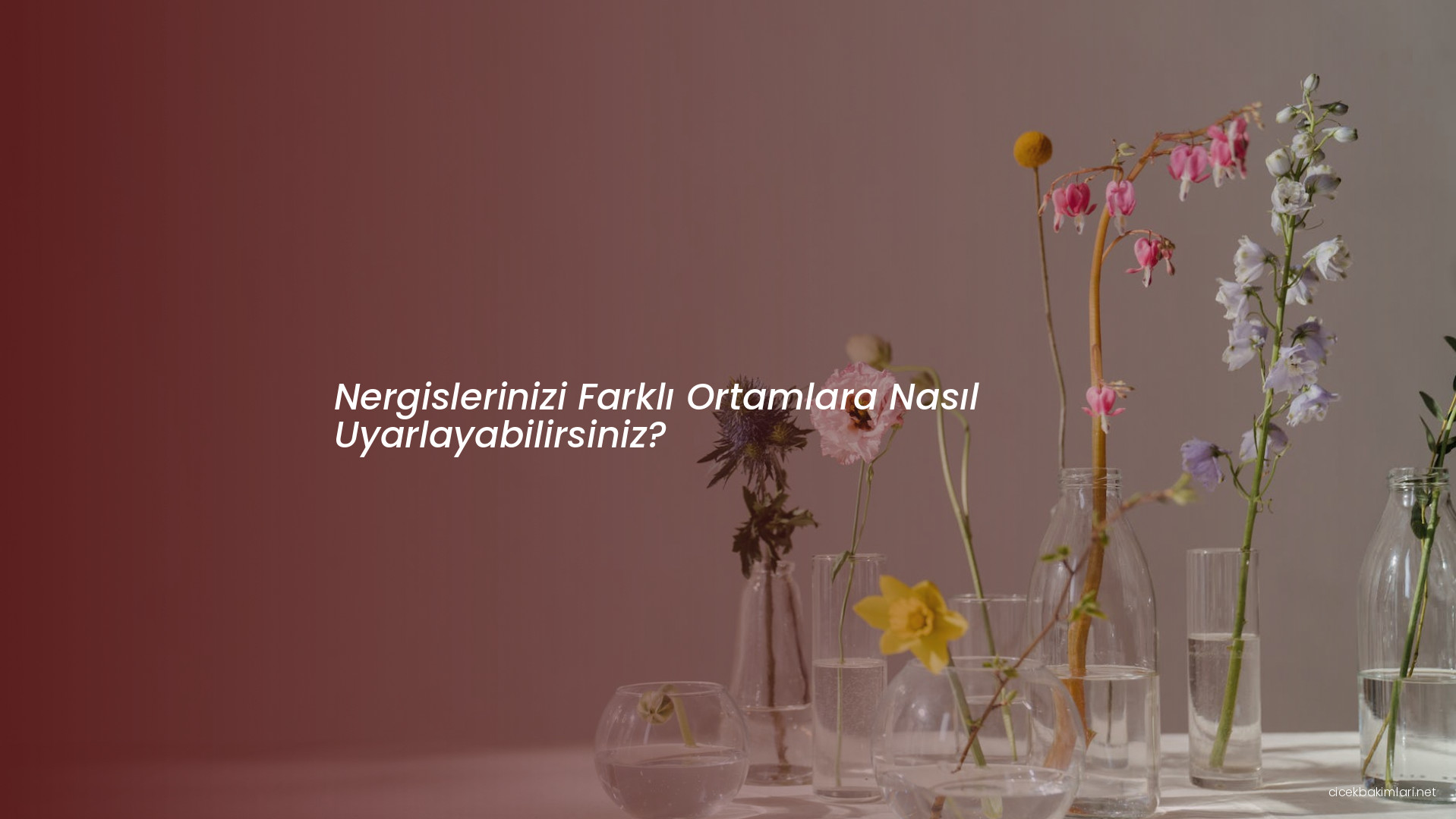 Nergislerinizi Farklı Ortamlara Nasıl Uyarlayabilirsiniz?