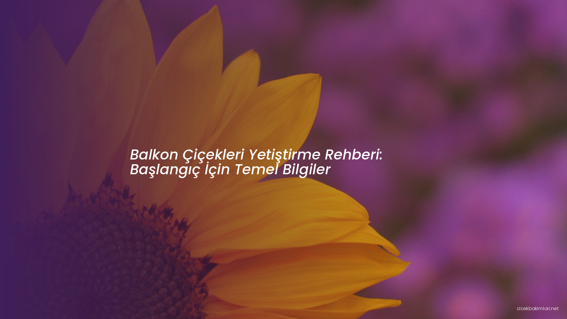 Balkon Çiçekleri Yetiştirme Rehberi: Başlangıç İçin Temel Bilgiler