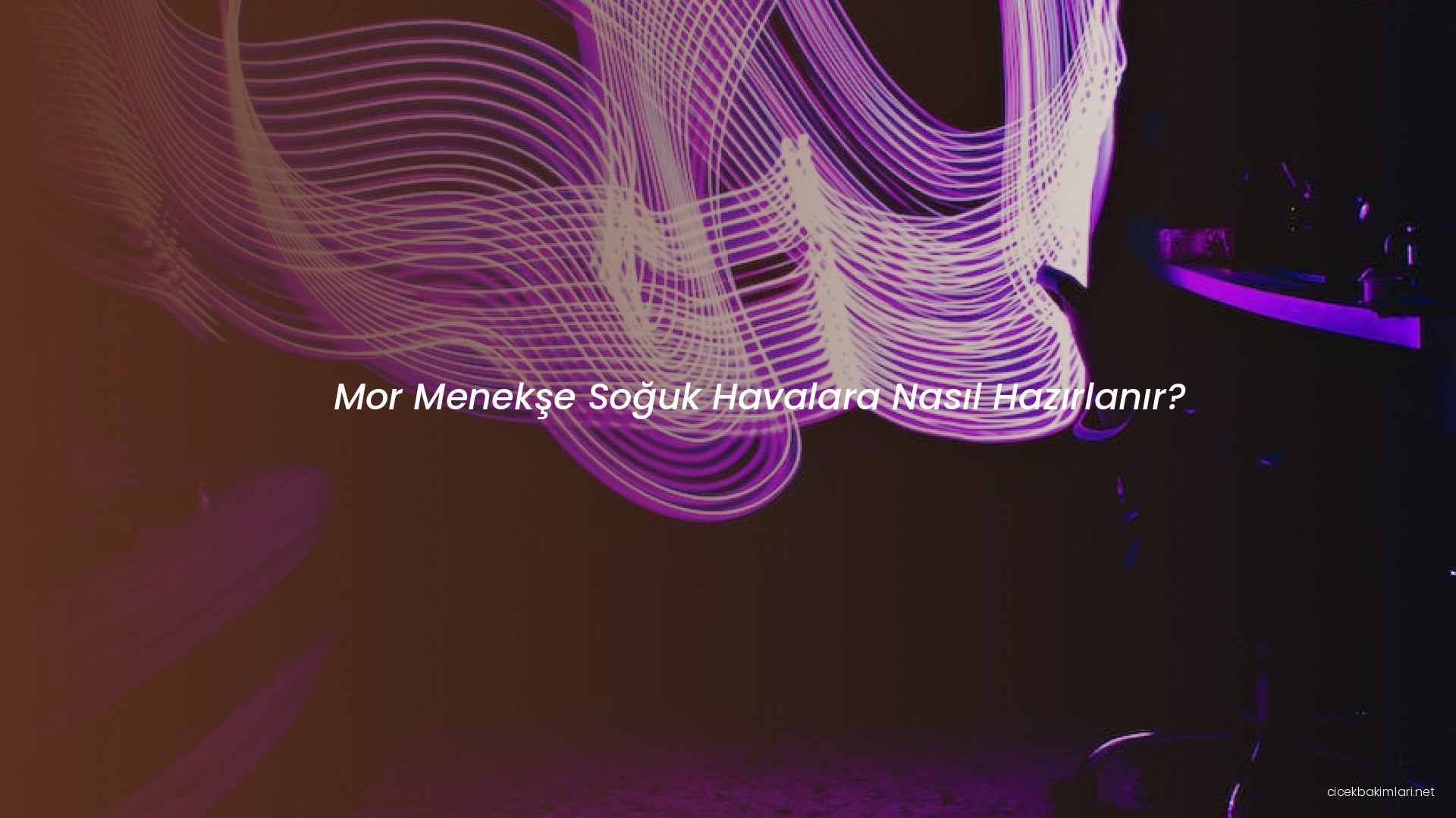 Mor Menekşe Soğuk Havalara Nasıl Hazırlanır?