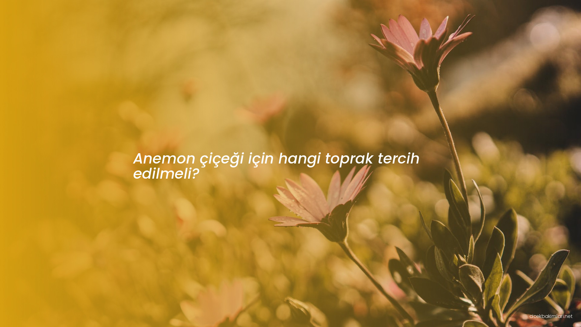 Anemon çiçeği için hangi toprak tercih edilmeli?