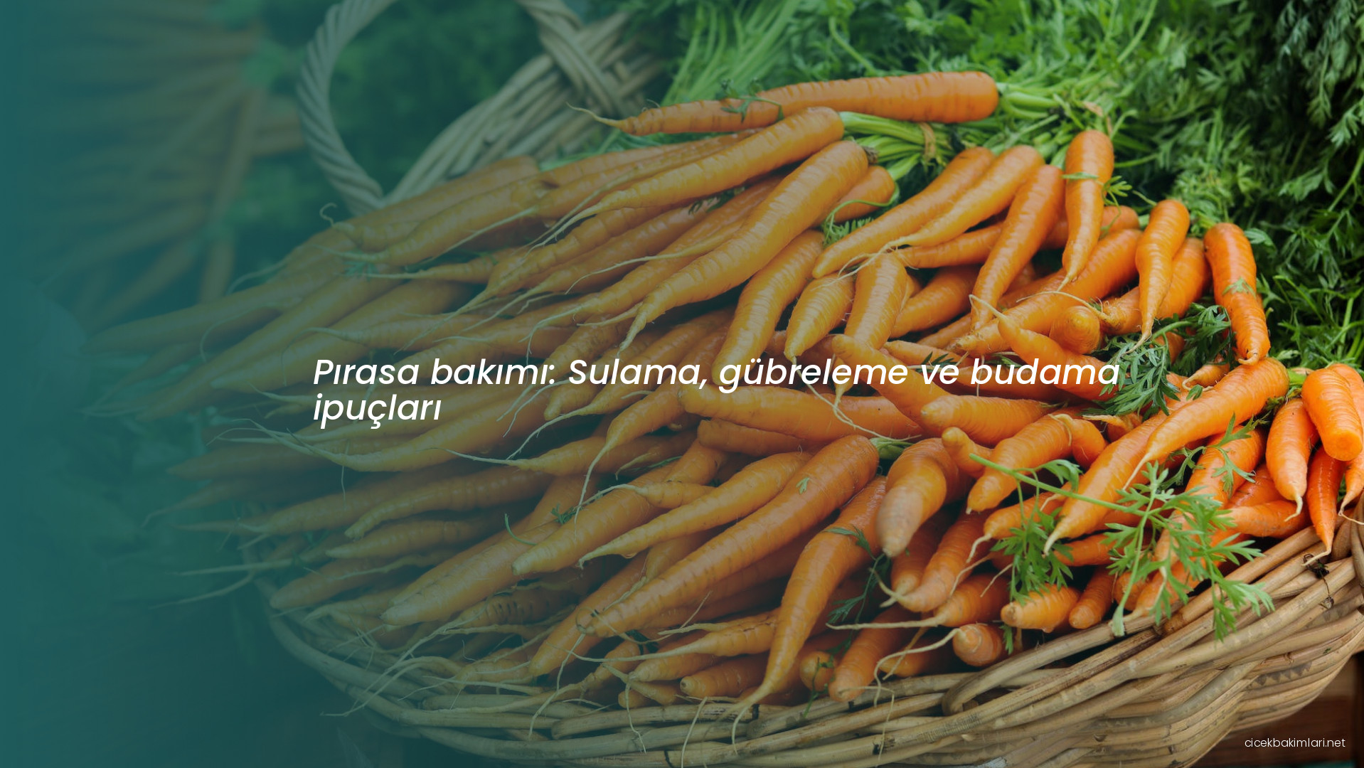 Pırasa bakımı: Sulama, gübreleme ve budama ipuçları