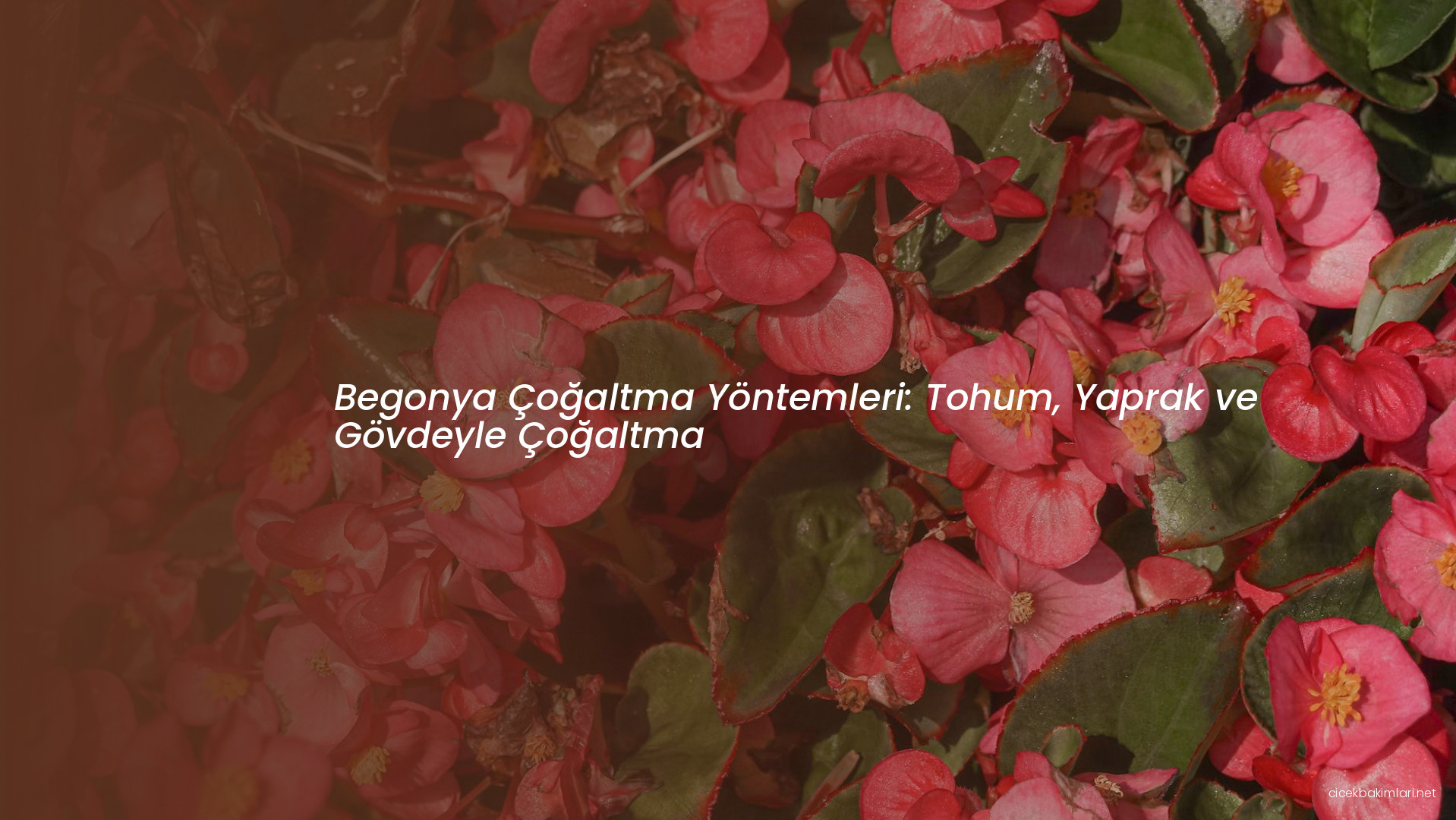 Begonya Çoğaltma Yöntemleri: Tohum, Yaprak ve Gövdeyle Çoğaltma