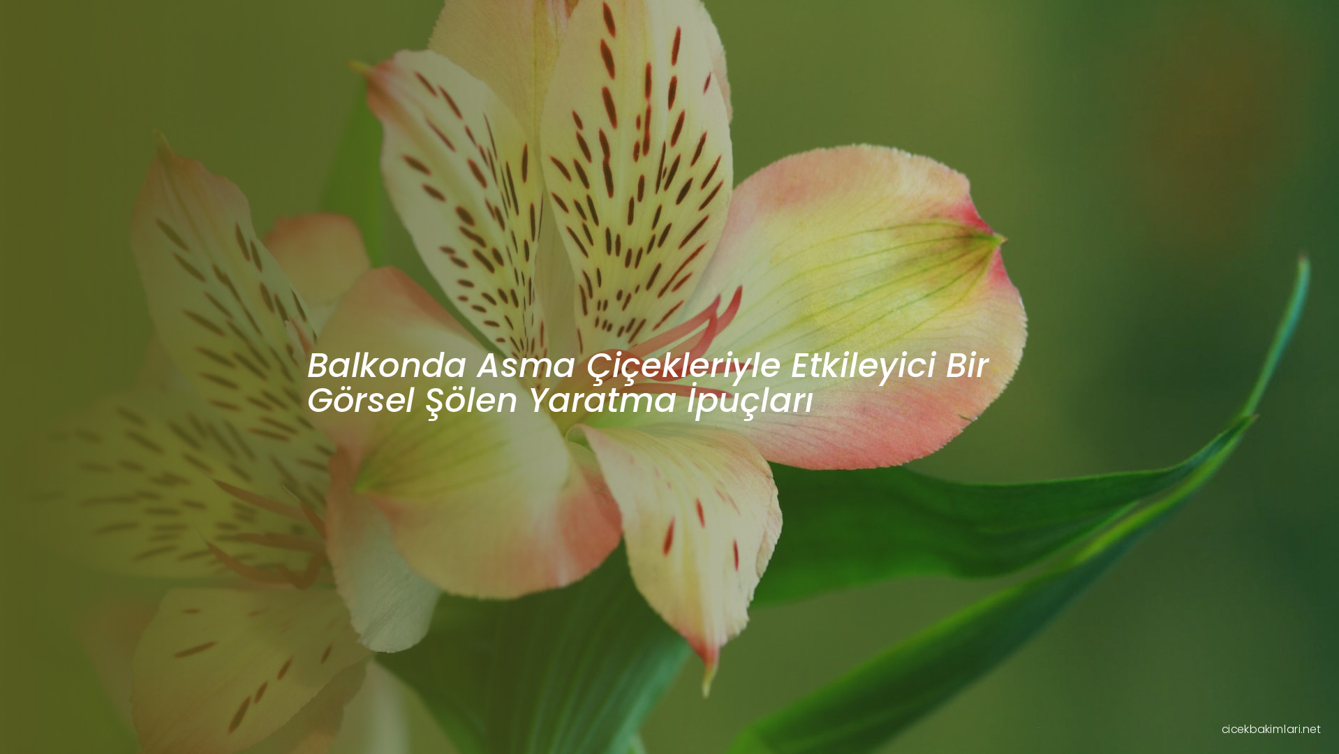 Balkonda Asma Çiçekleriyle Etkileyici Bir Görsel Şölen Yaratma İpuçları