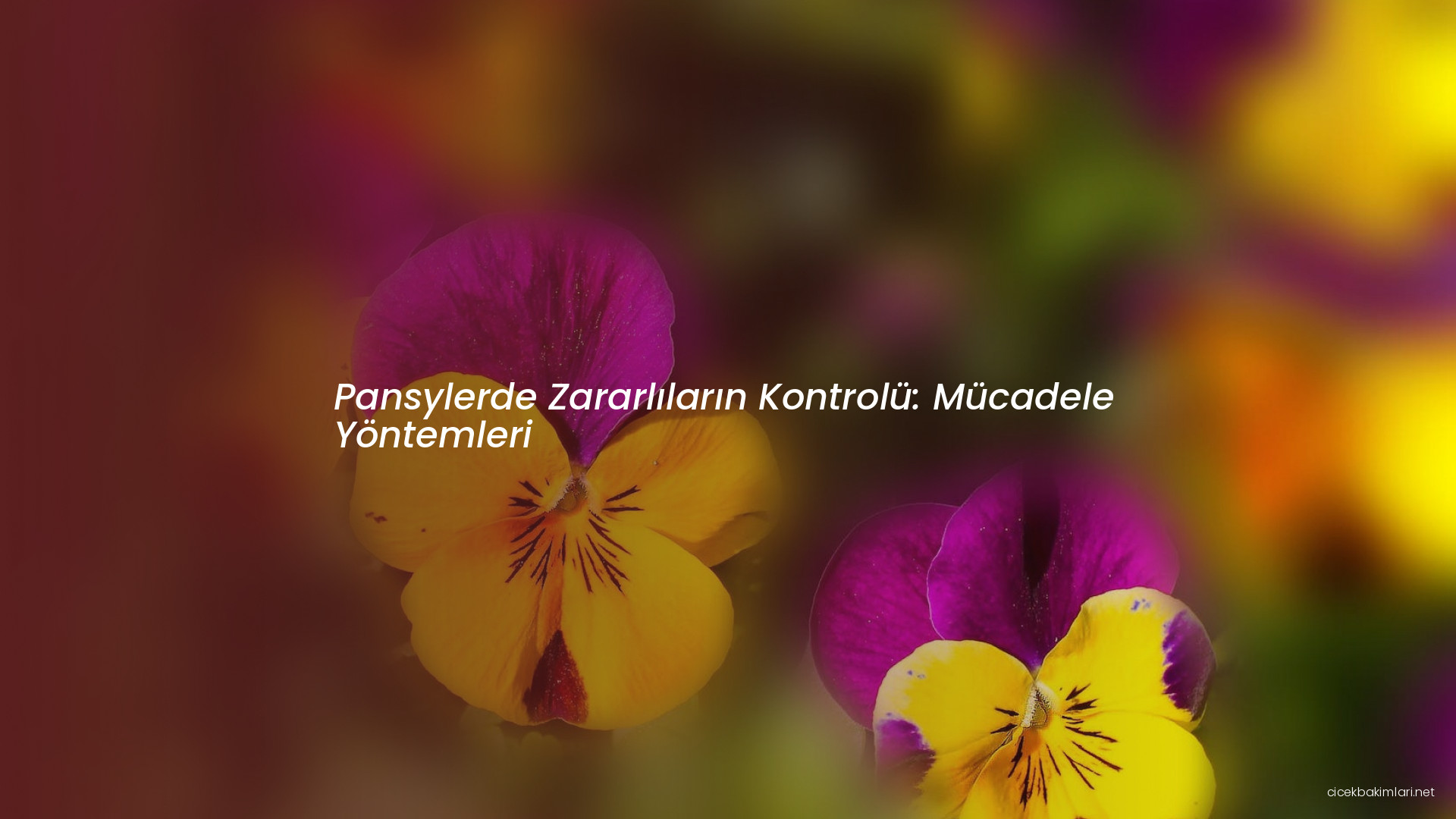 Pansylerde Zararlıların Kontrolü: Mücadele Yöntemleri