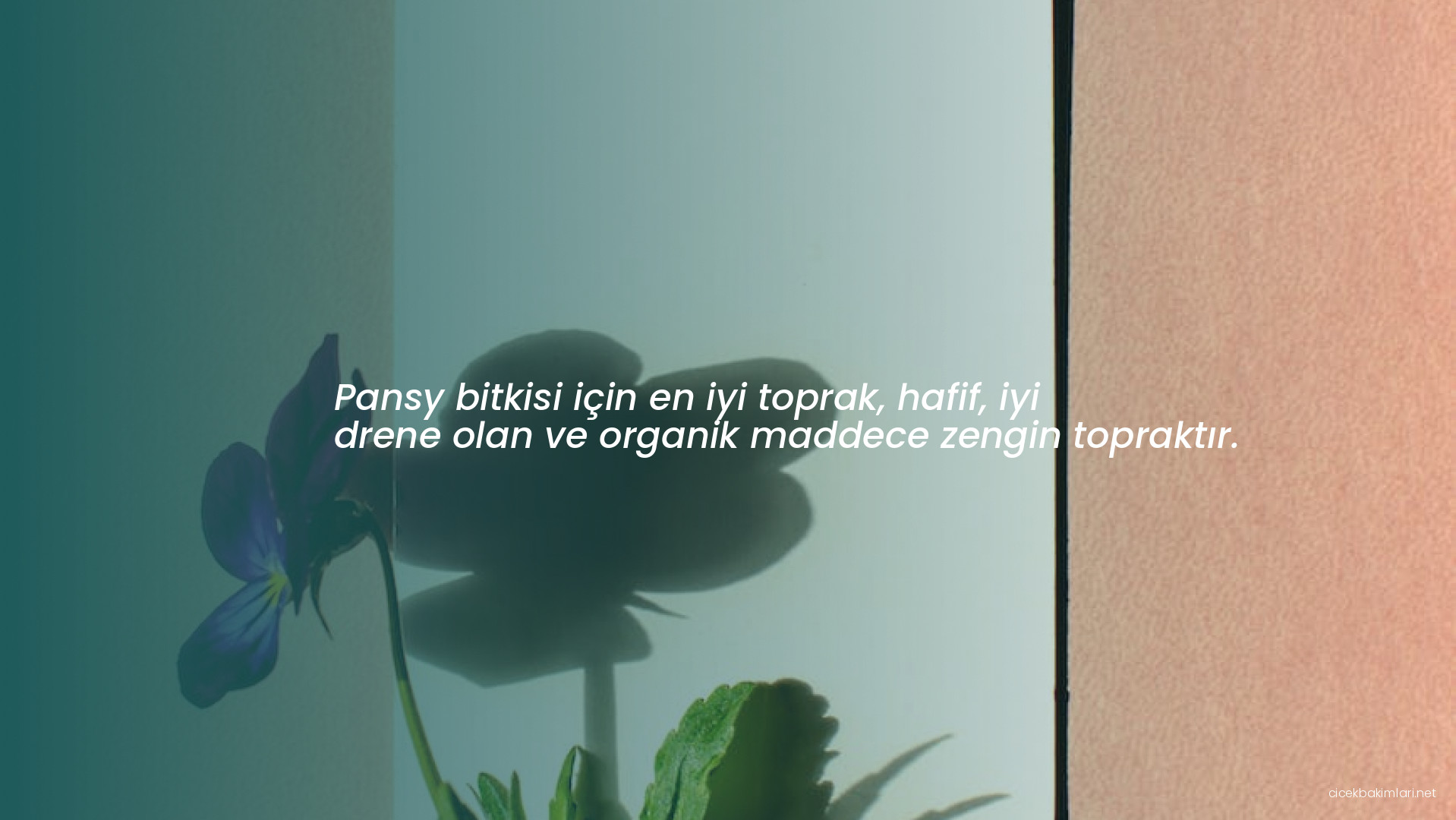 Pansy bitkisi için en iyi toprak, hafif, iyi drene olan ve organik maddece zengin topraktır.