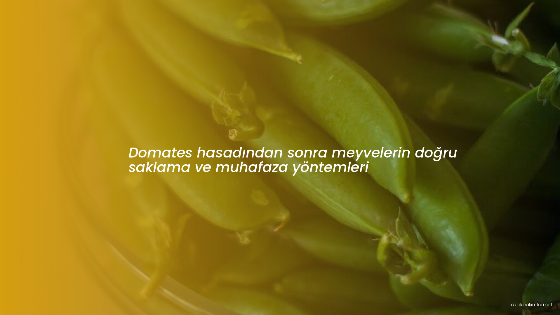 Domates hasadından sonra meyvelerin doğru saklama ve muhafaza yöntemleri