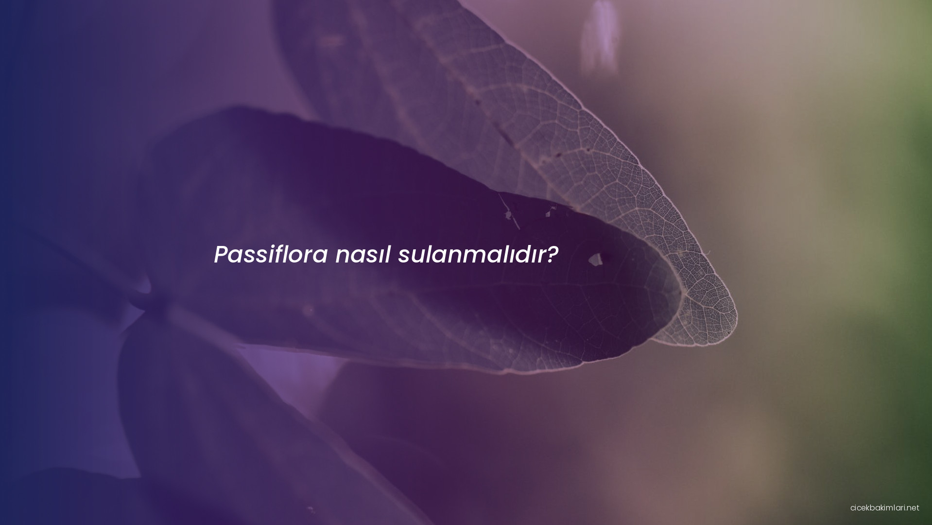 Passiflora nasıl sulanmalıdır?