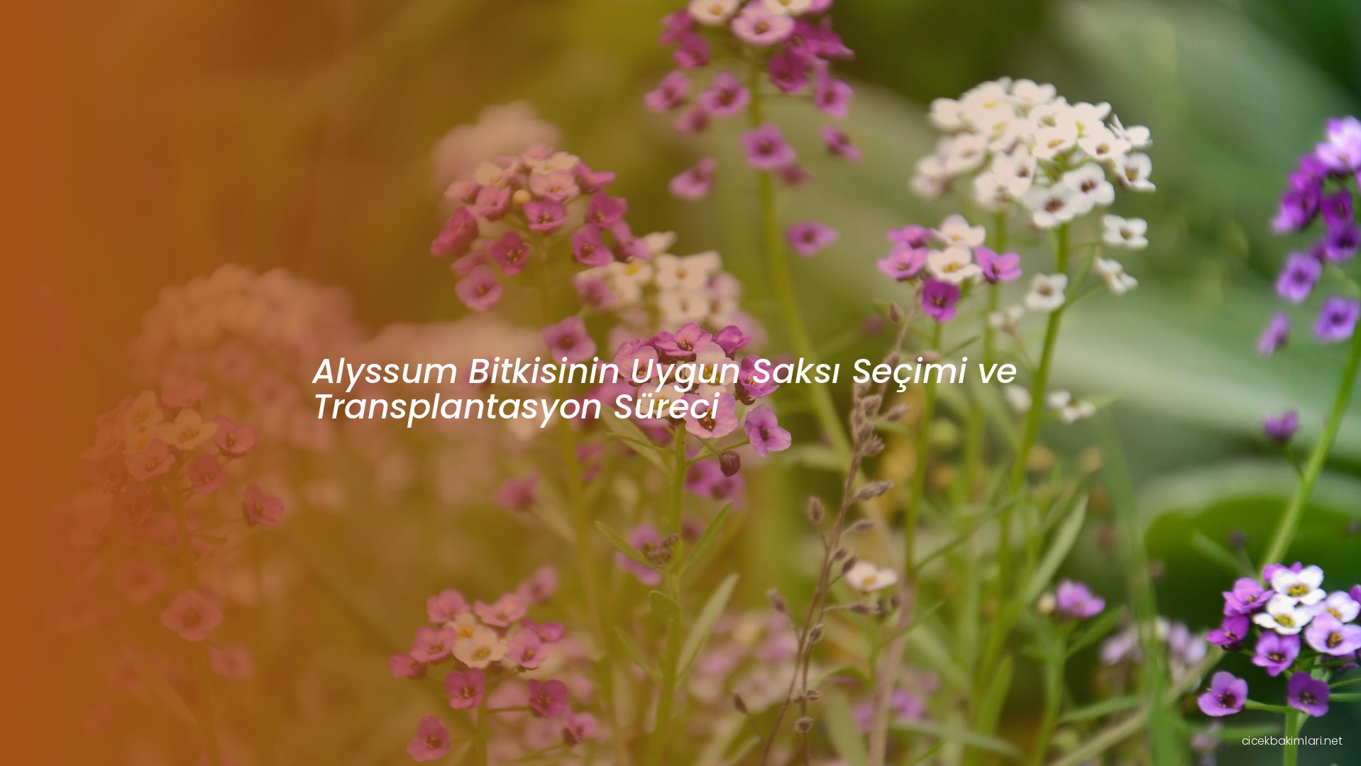 Alyssum Bitkisinin Uygun Saksı Seçimi ve Transplantasyon Süreci